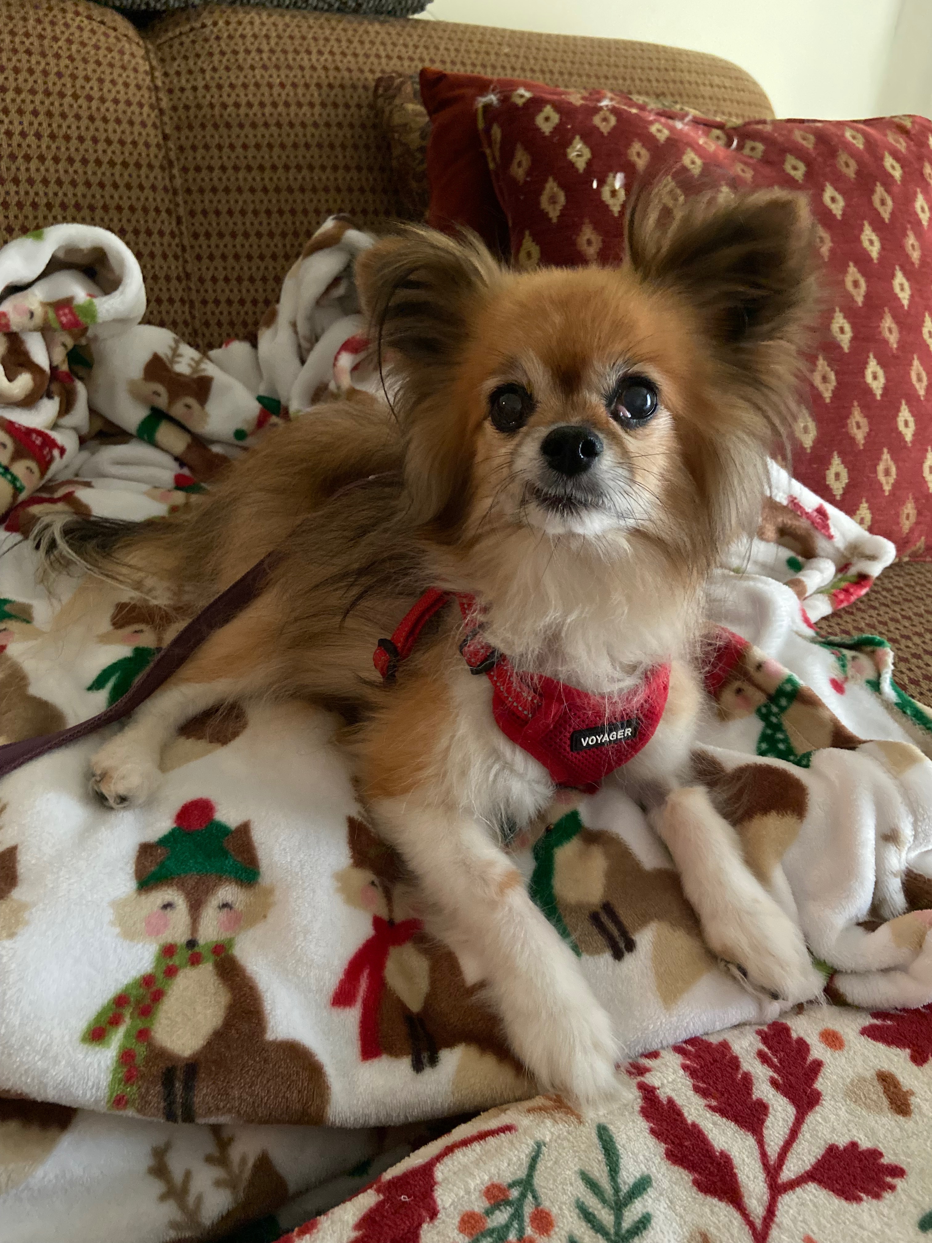 Bella's Surgery: Extend Her Precious Years campaign photo, 5 of 6