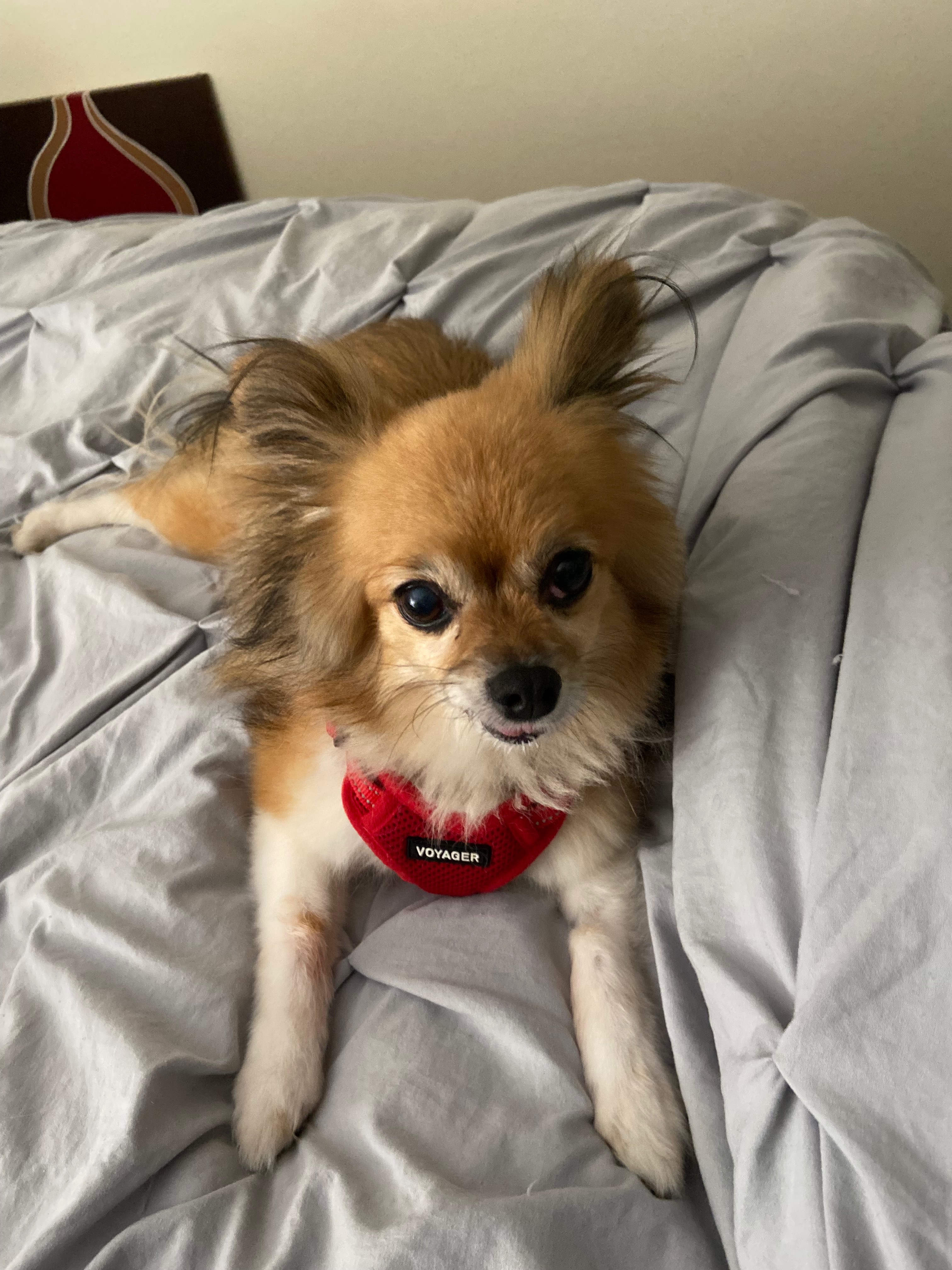 Bella's Surgery: Extend Her Precious Years campaign photo, 2 of 6