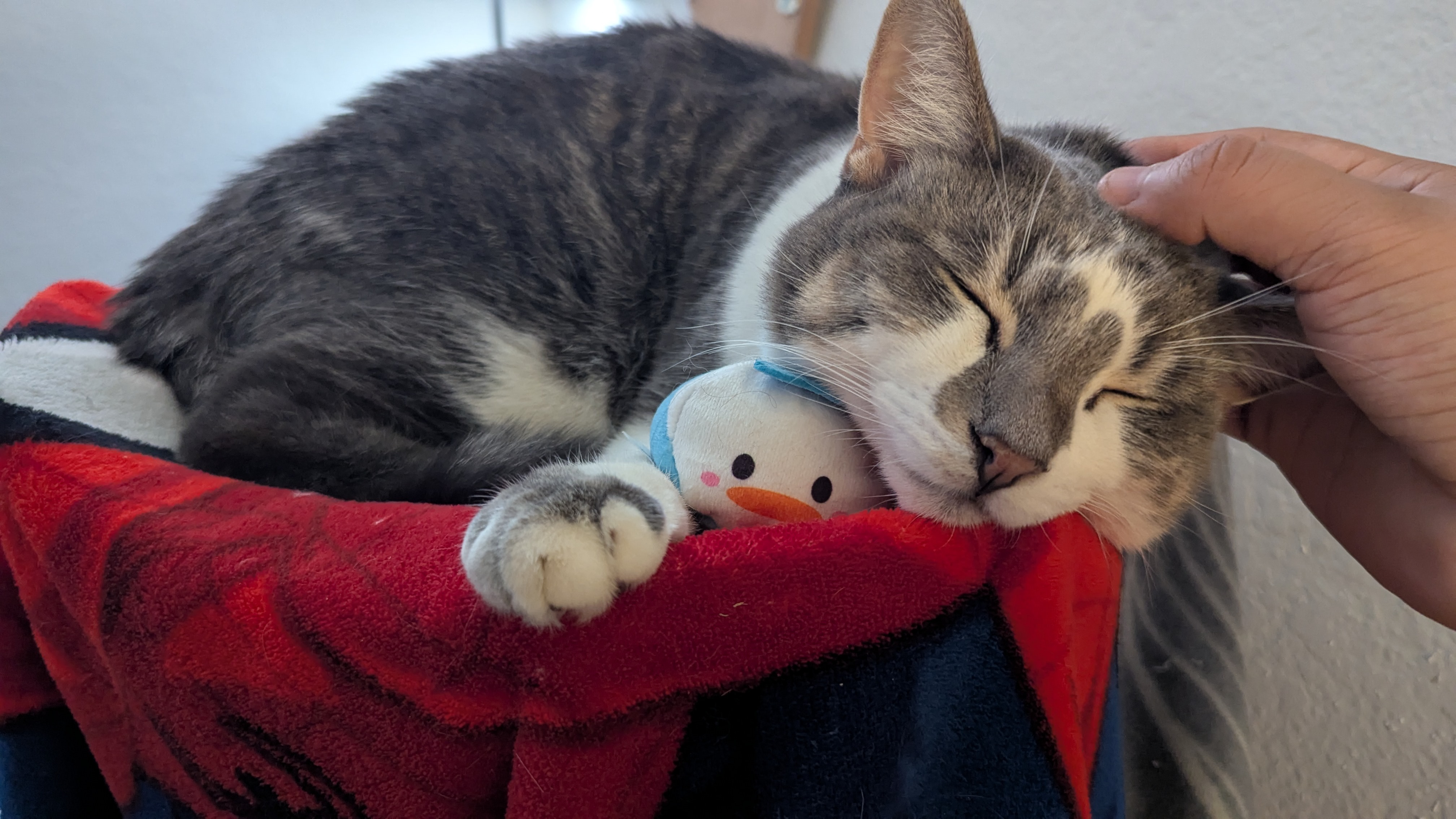Stand with Grayson: Hospitalized FIP Warrior campaign photo, 7 of 8