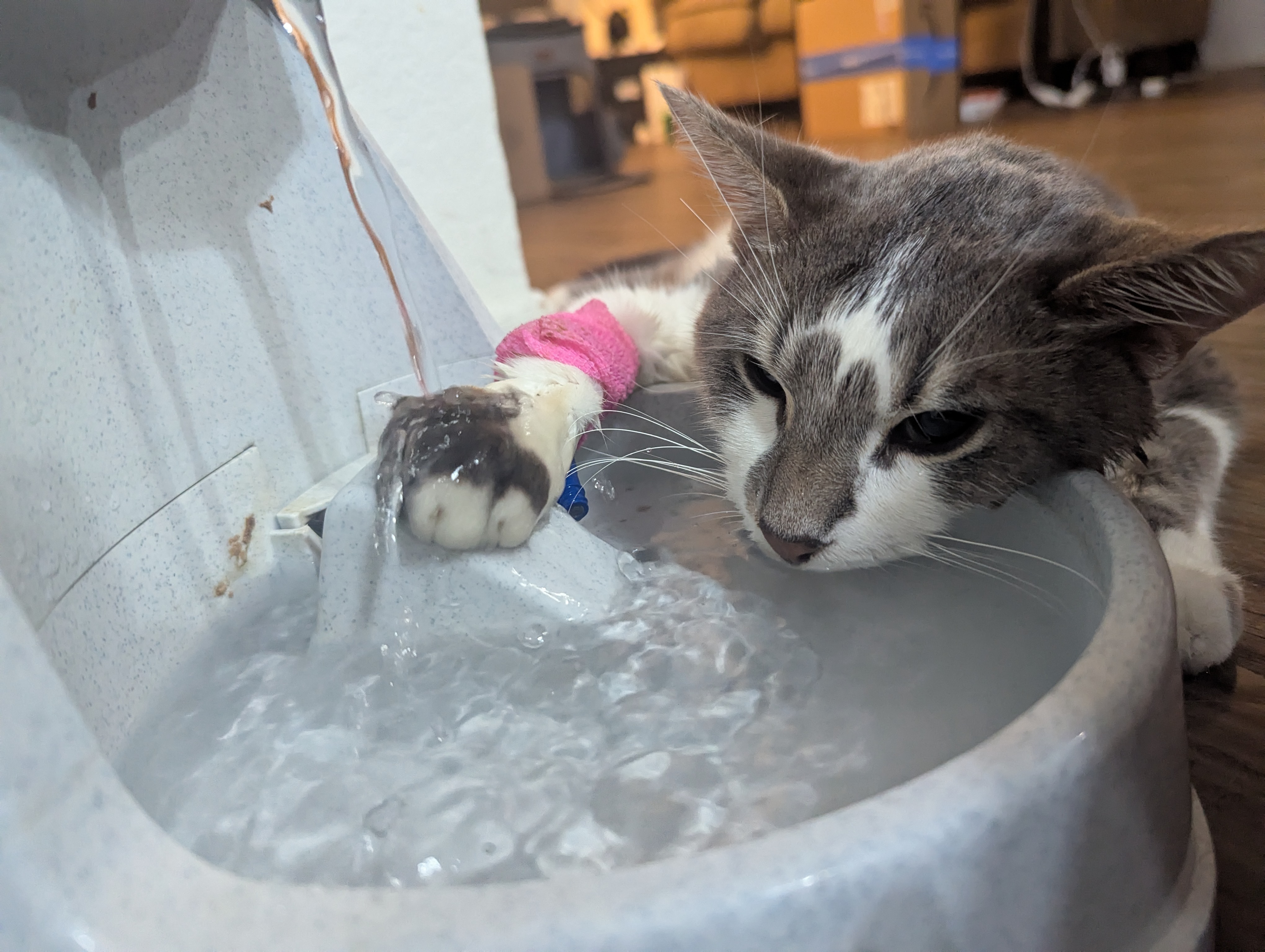 Stand with Grayson: Hospitalized FIP Warrior campaign photo, 2 of 8