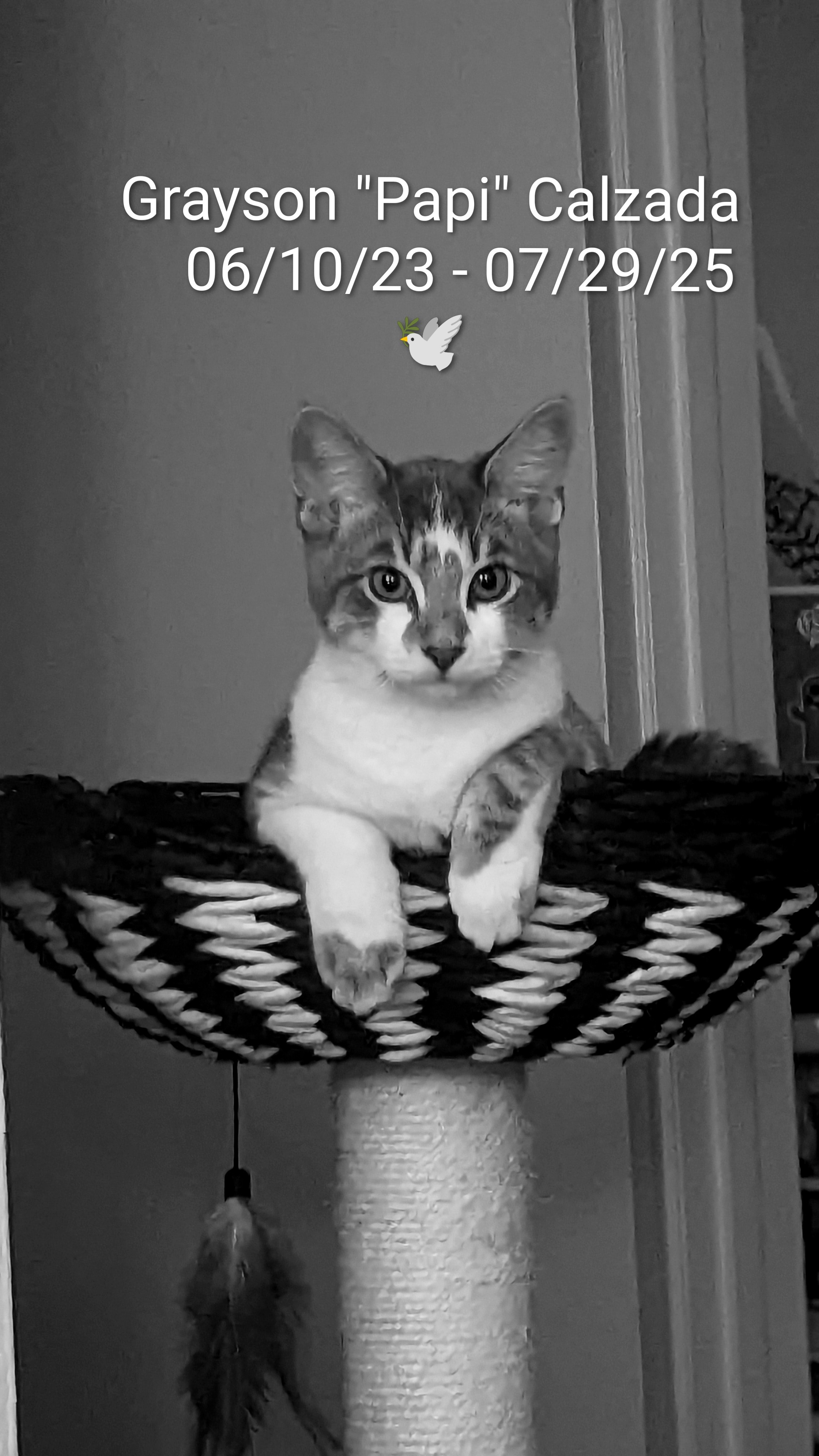 Stand with Grayson: Hospitalized FIP Warrior campaign photo, 5 of 8