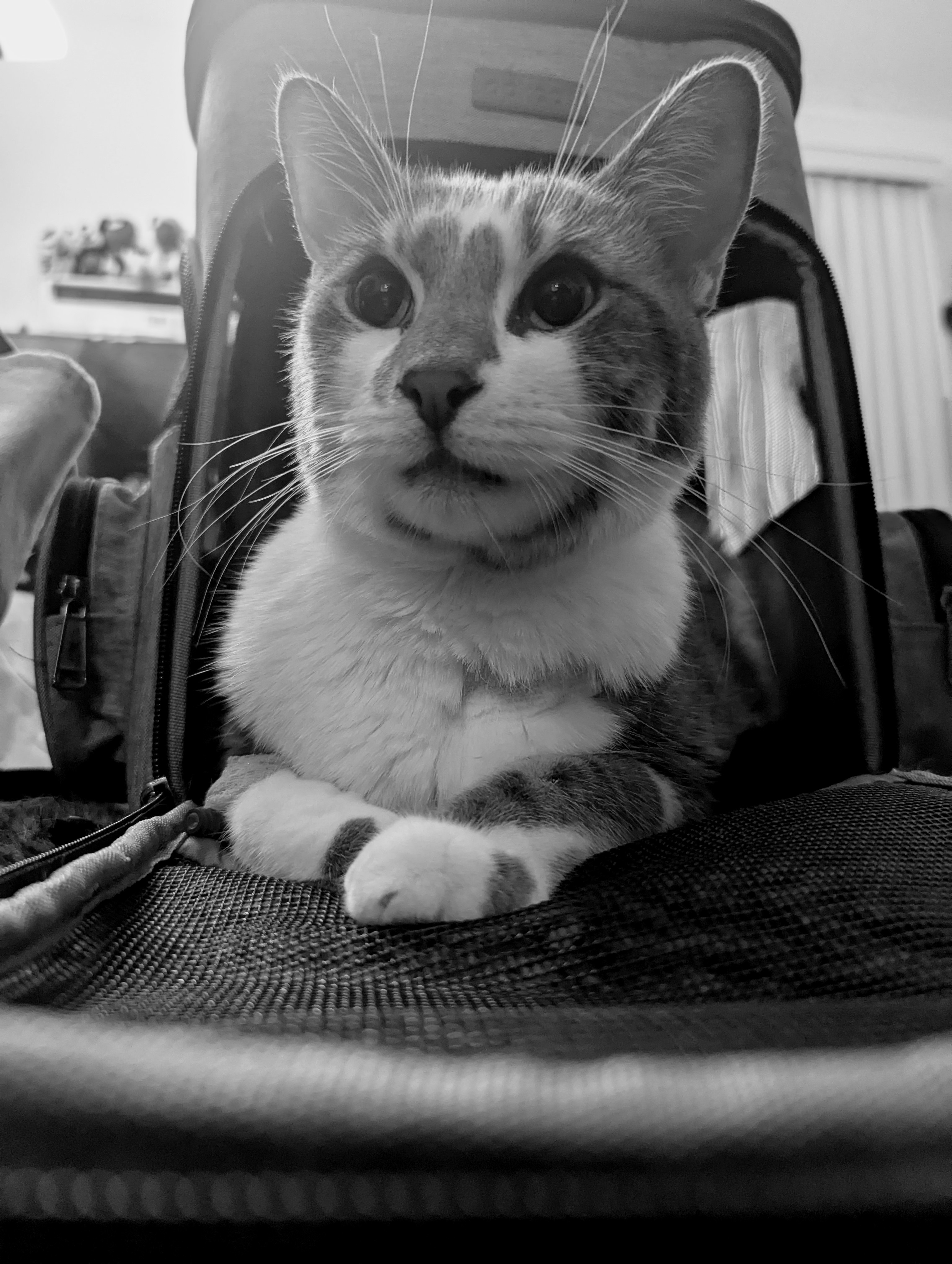 Stand with Grayson: Hospitalized FIP Warrior campaign photo, 6 of 8