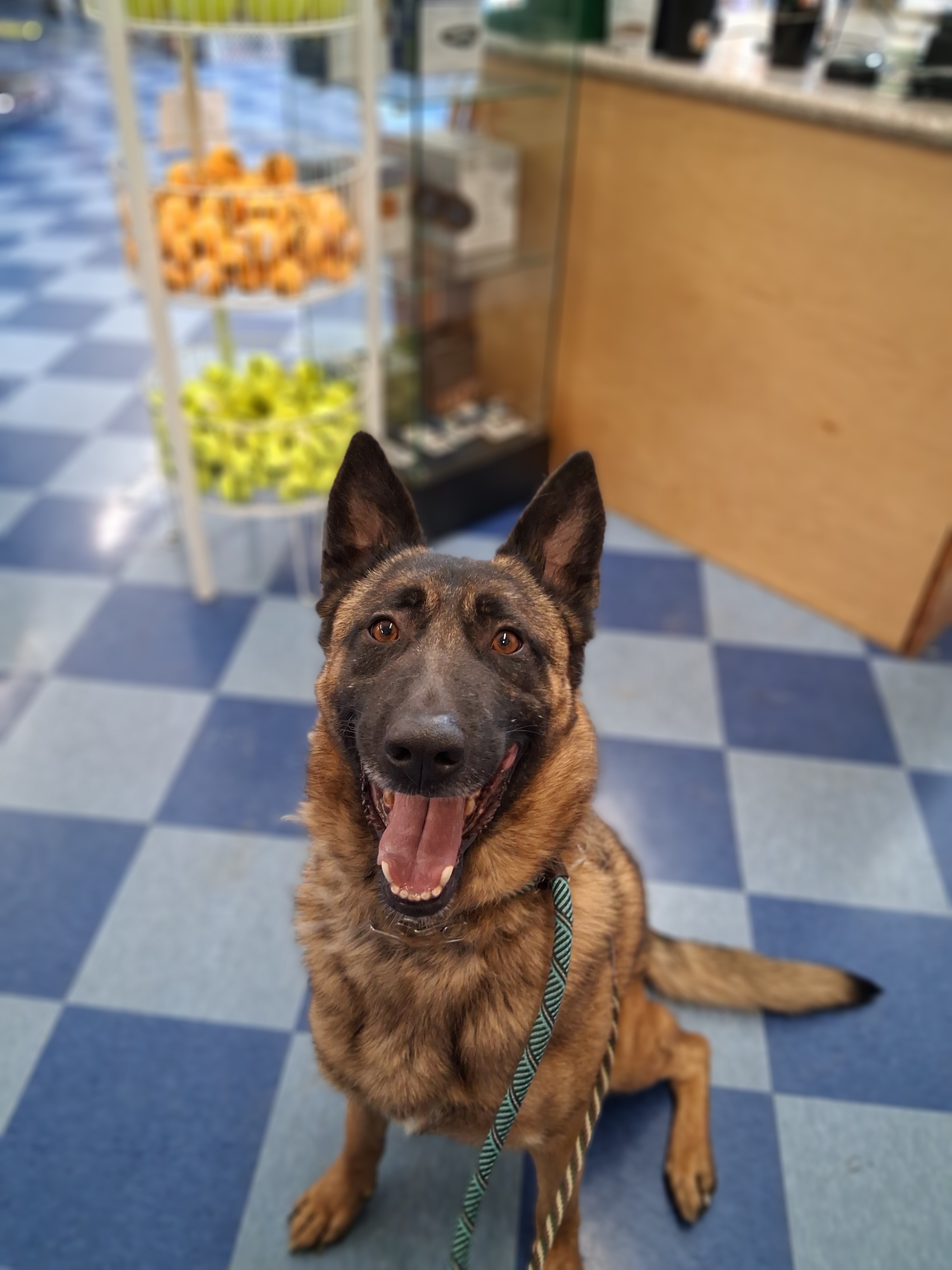 Support Holly's Mission to Keep Dogs with Families campaign photo, 7 of 8