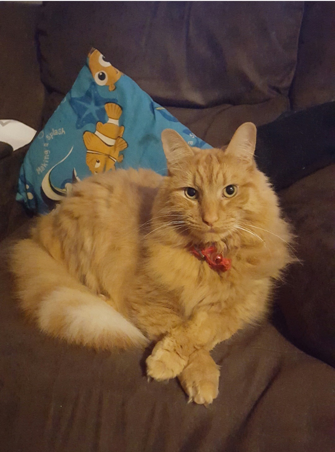 Help Merlii to have surgery for Laryngeal Paralysis campaign photo, 7 of 8