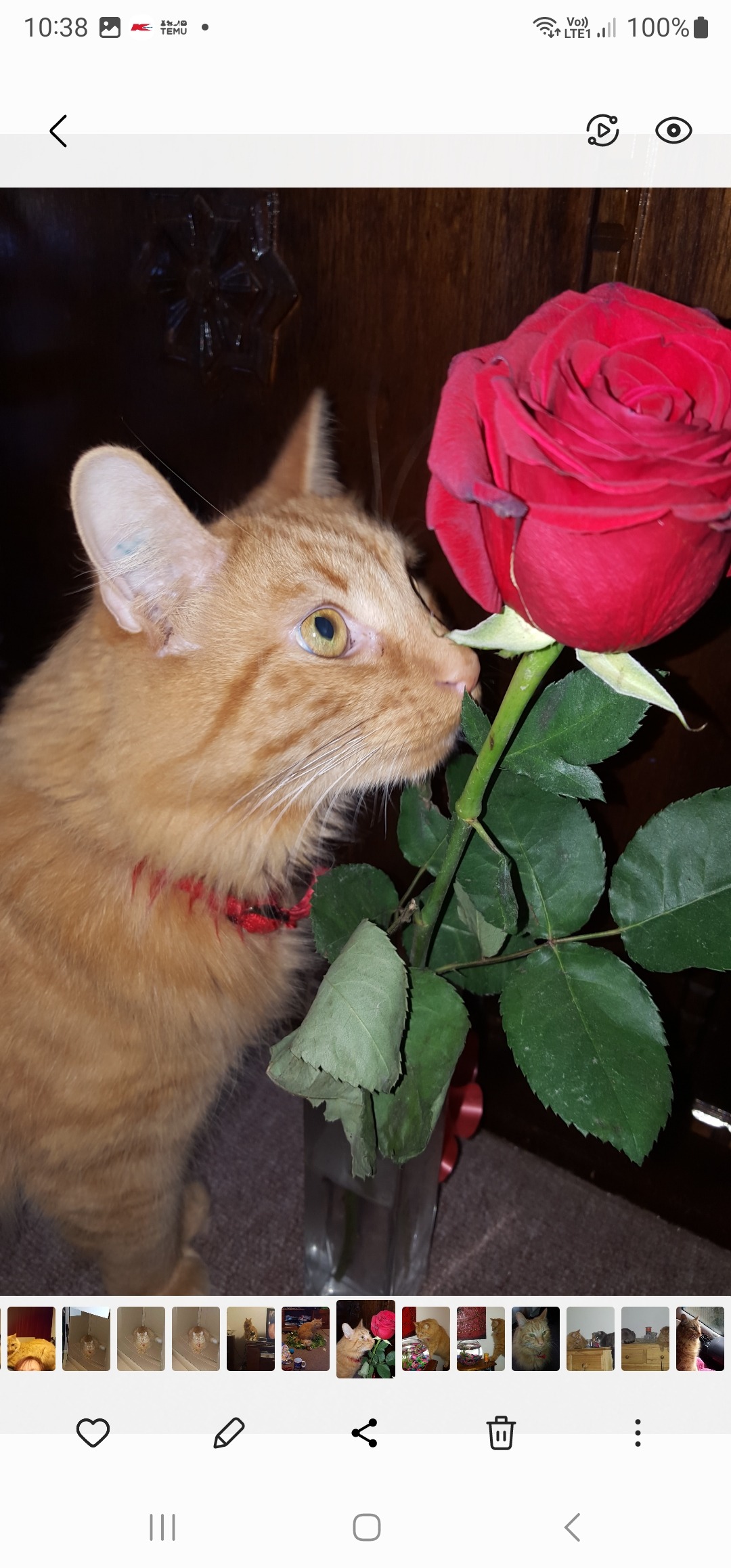 Help Merlii to have surgery for Laryngeal Paralysis campaign photo, 5 of 8