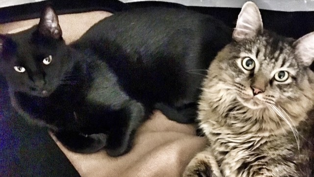 Help Lira Keep Jax and Fae Together photo