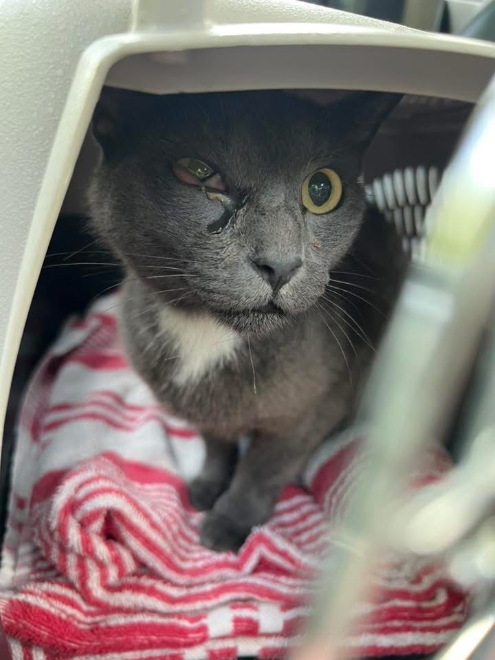Nova’s Second Chance: Support Her Vet Care campaign photo, 2 of 7