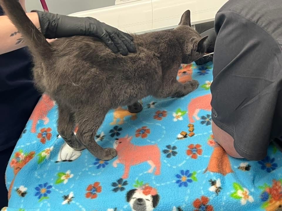 Nova’s Second Chance: Support Her Vet Care campaign photo, 4 of 7