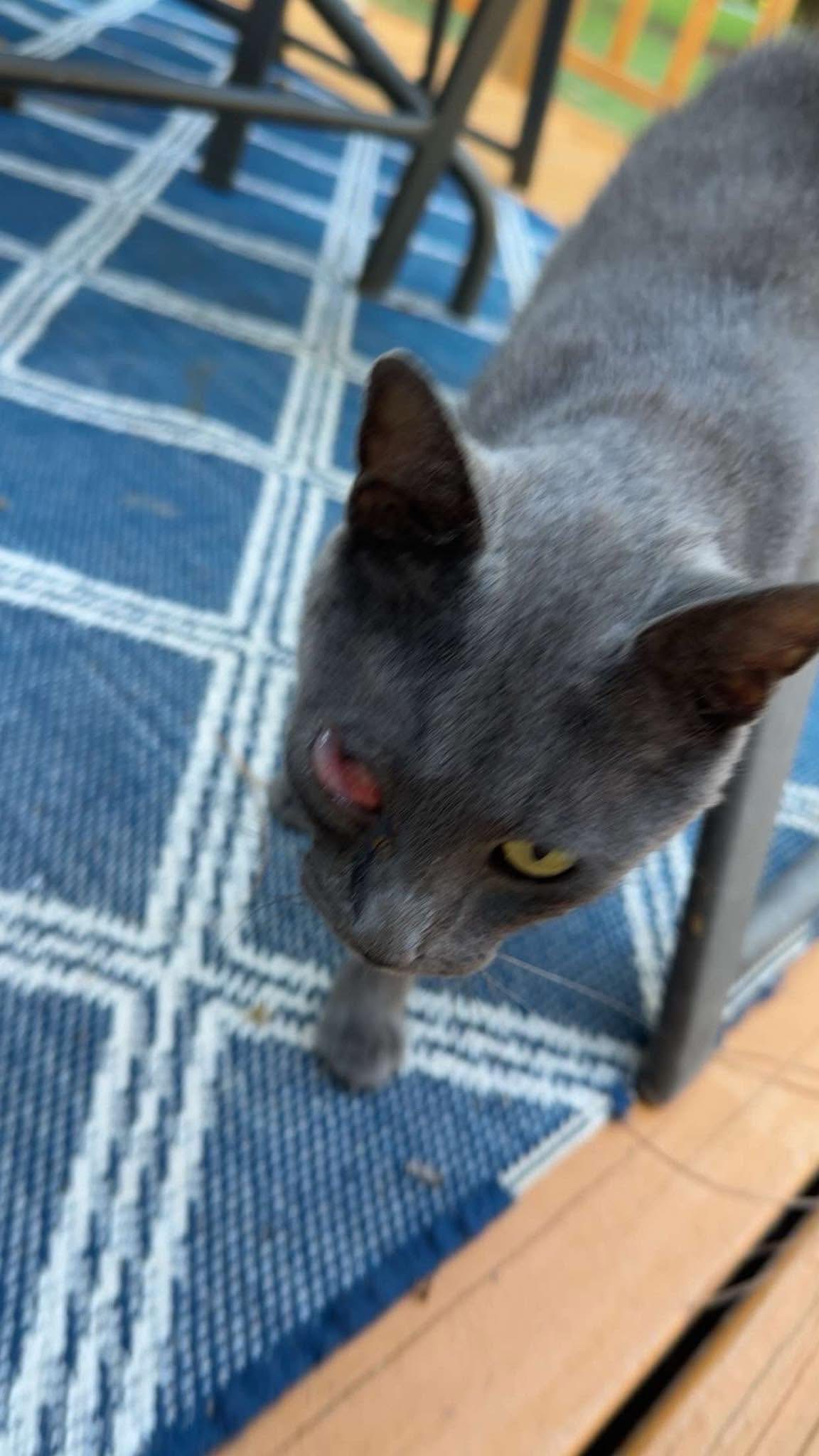 Nova’s Second Chance: Support Her Vet Care campaign photo, 5 of 7