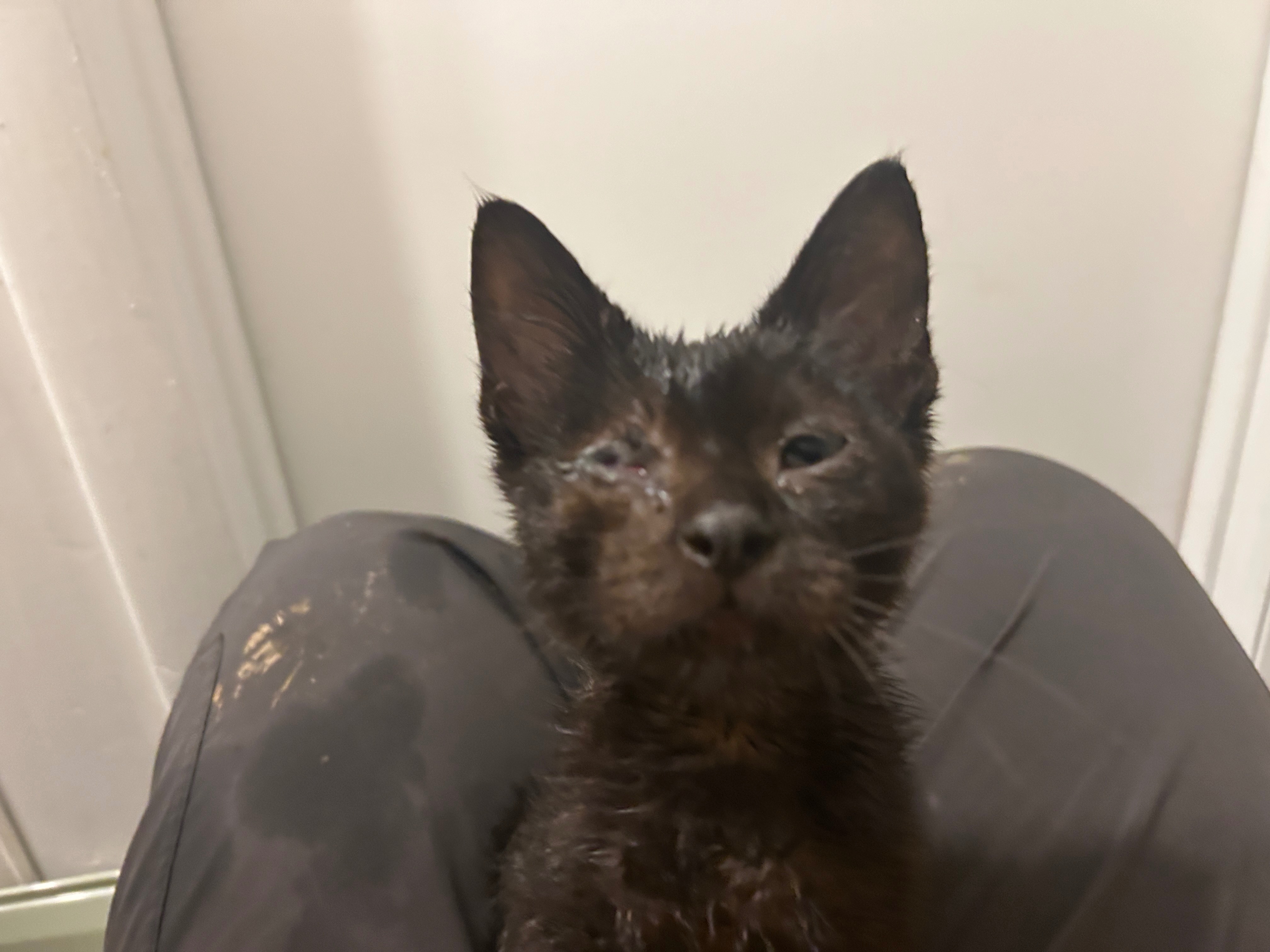 Support Rescue & Care for Injured Stray Kittens campaign photo, 2 of 4