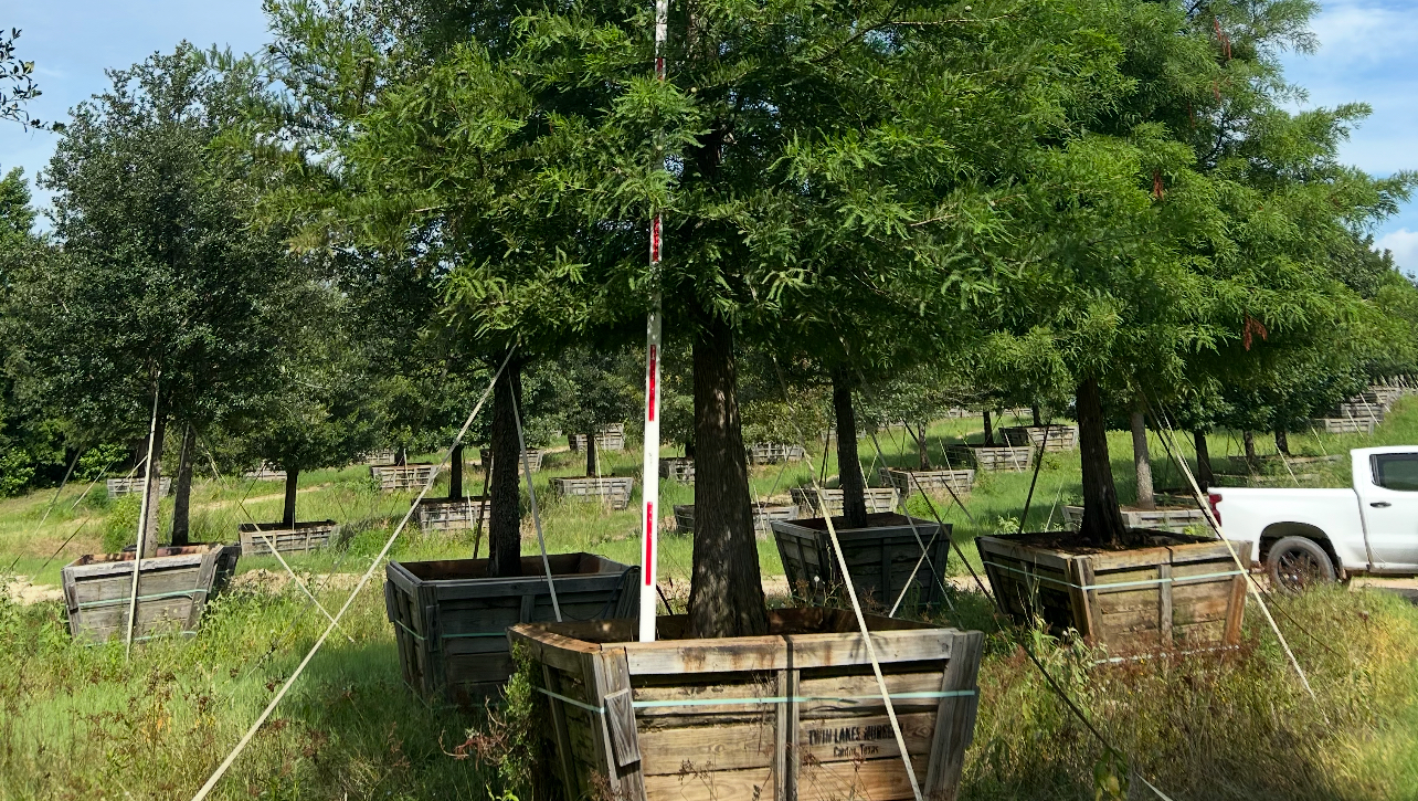 Honor Camp Mystic: Plant Cypress Trees photo