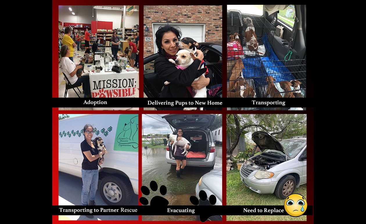 Every Dollar Helps Mission Pawsible Thrive campaign photo, 5 of 7