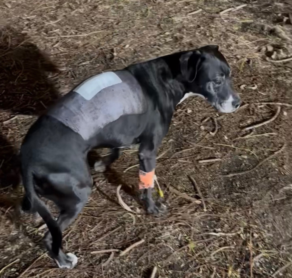 UPDATED: Emergency Spinal Surgery for Our Beautiful Boy campaign photo, 2 of 7