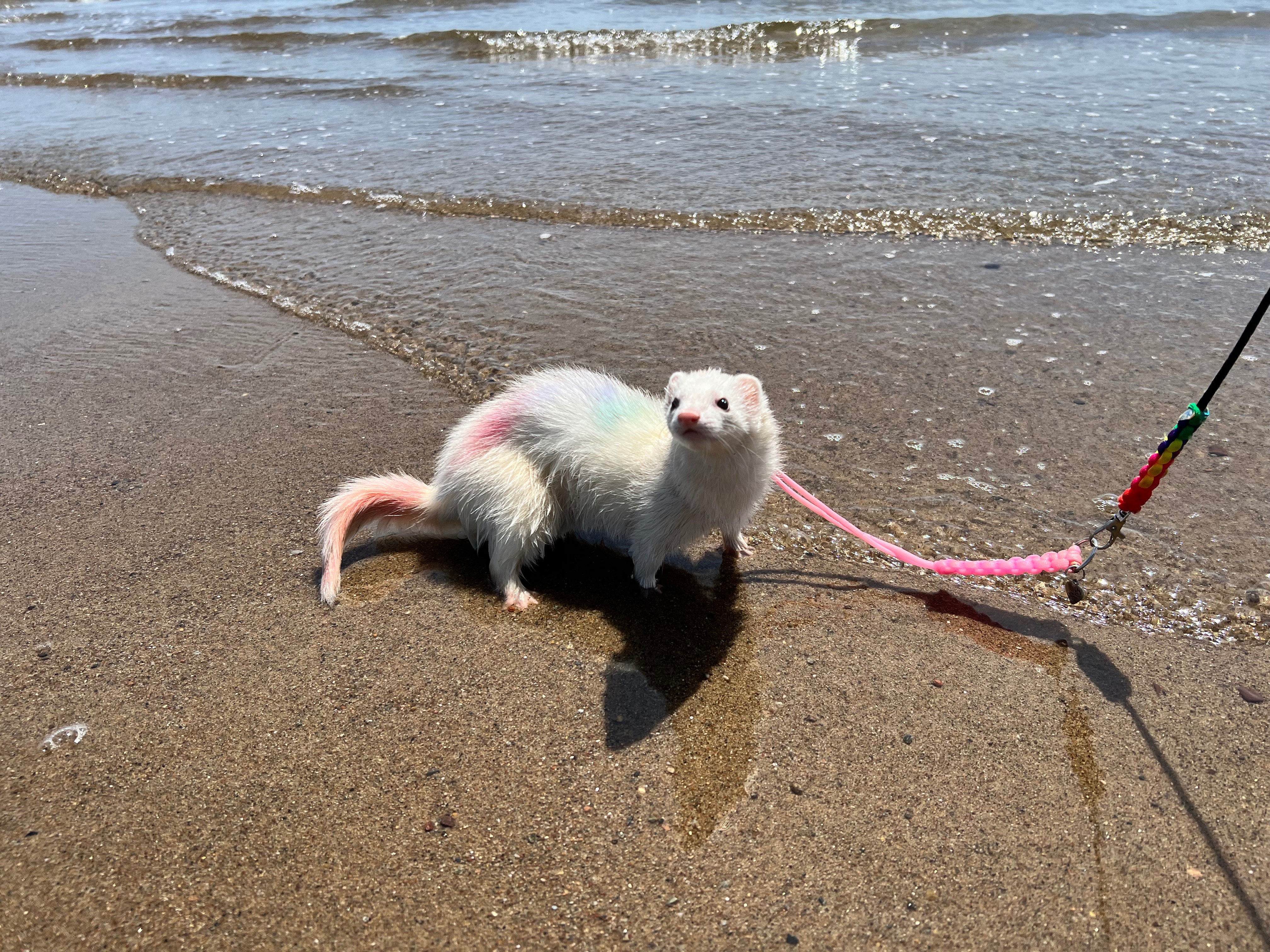 Juniper's Tail Tumor Removal Fund campaign photo, 7 of 8