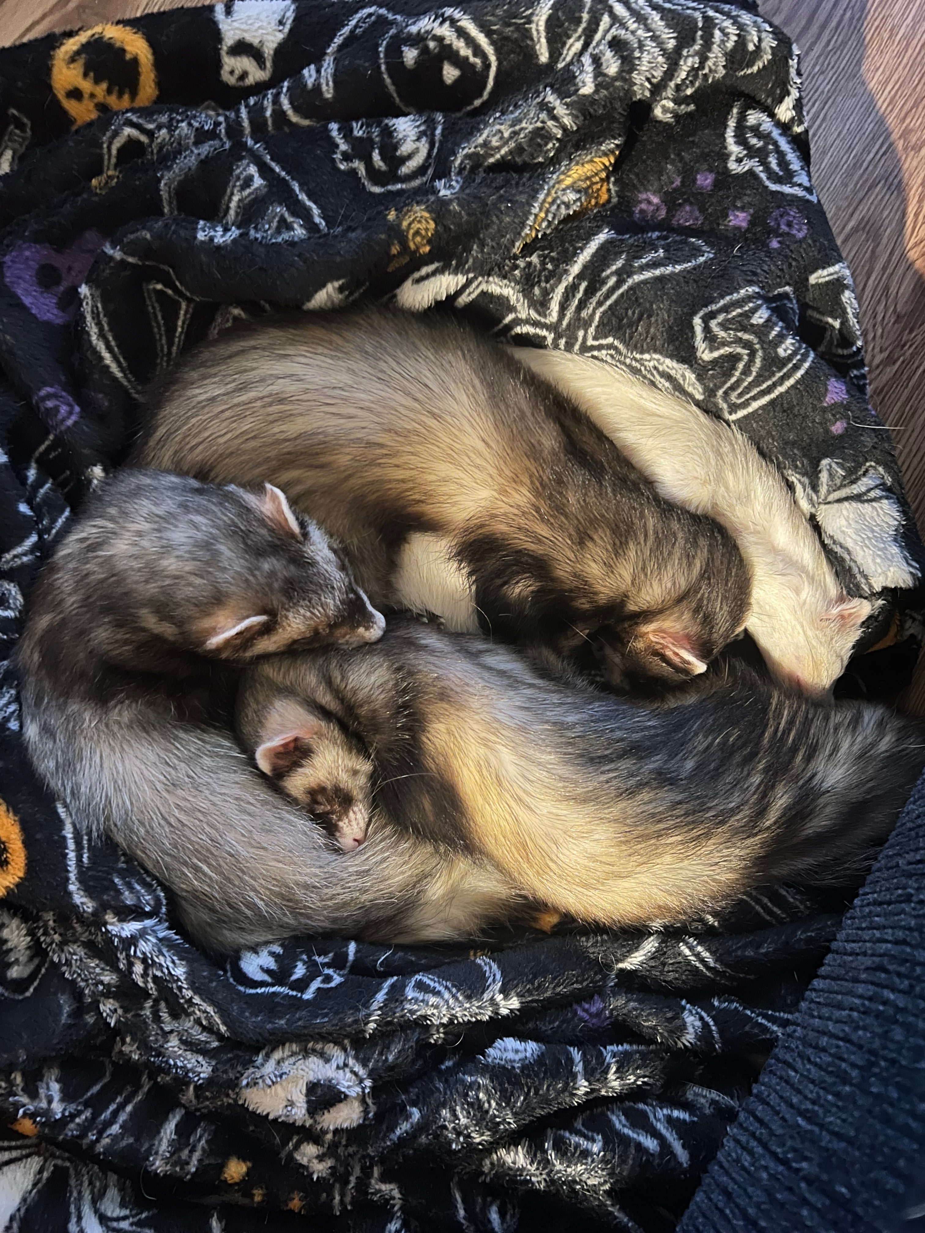 Juniper's Tail Tumor Removal Fund campaign photo, 2 of 8