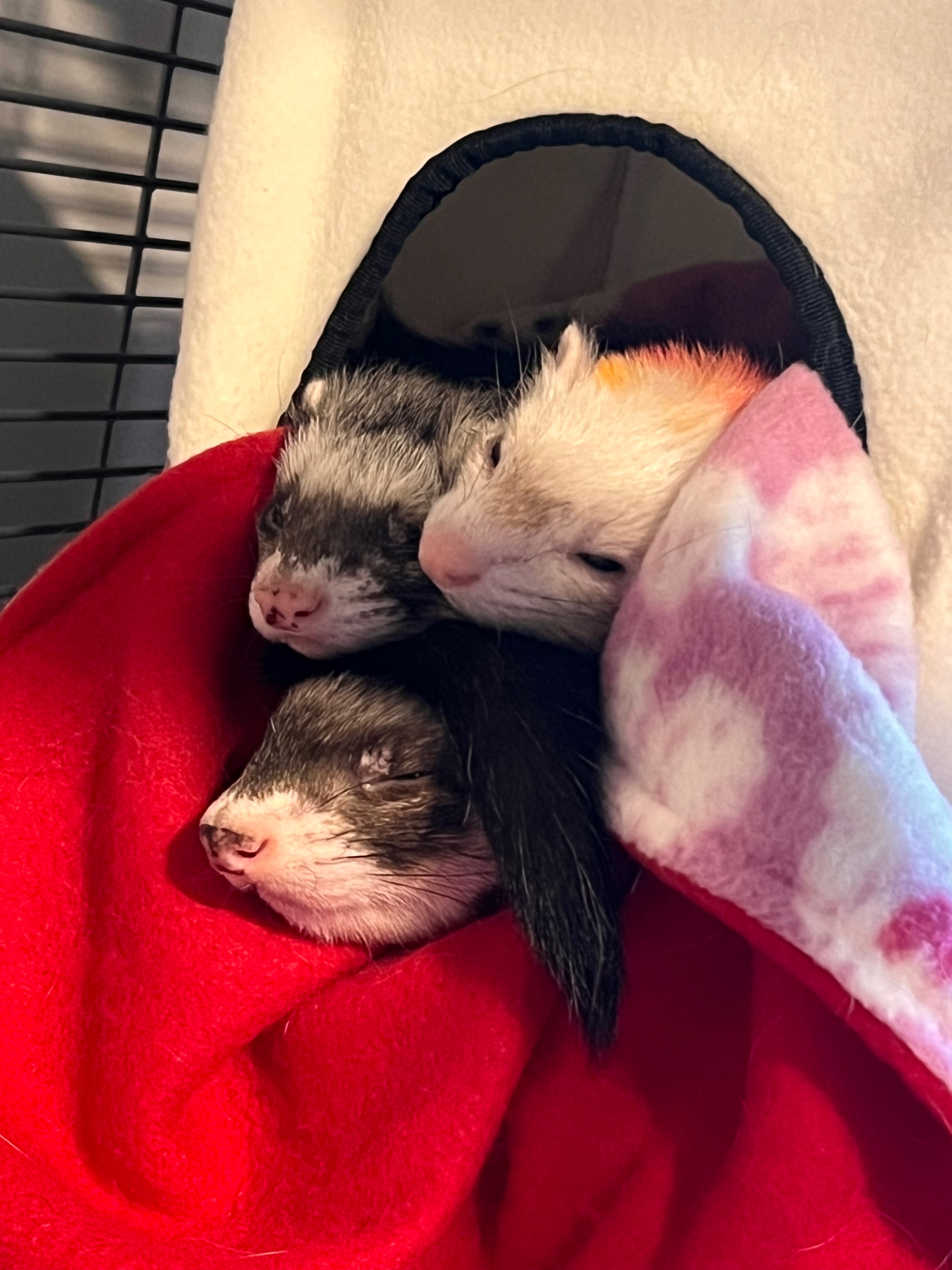 Juniper's Tail Tumor Removal Fund campaign photo, 4 of 8