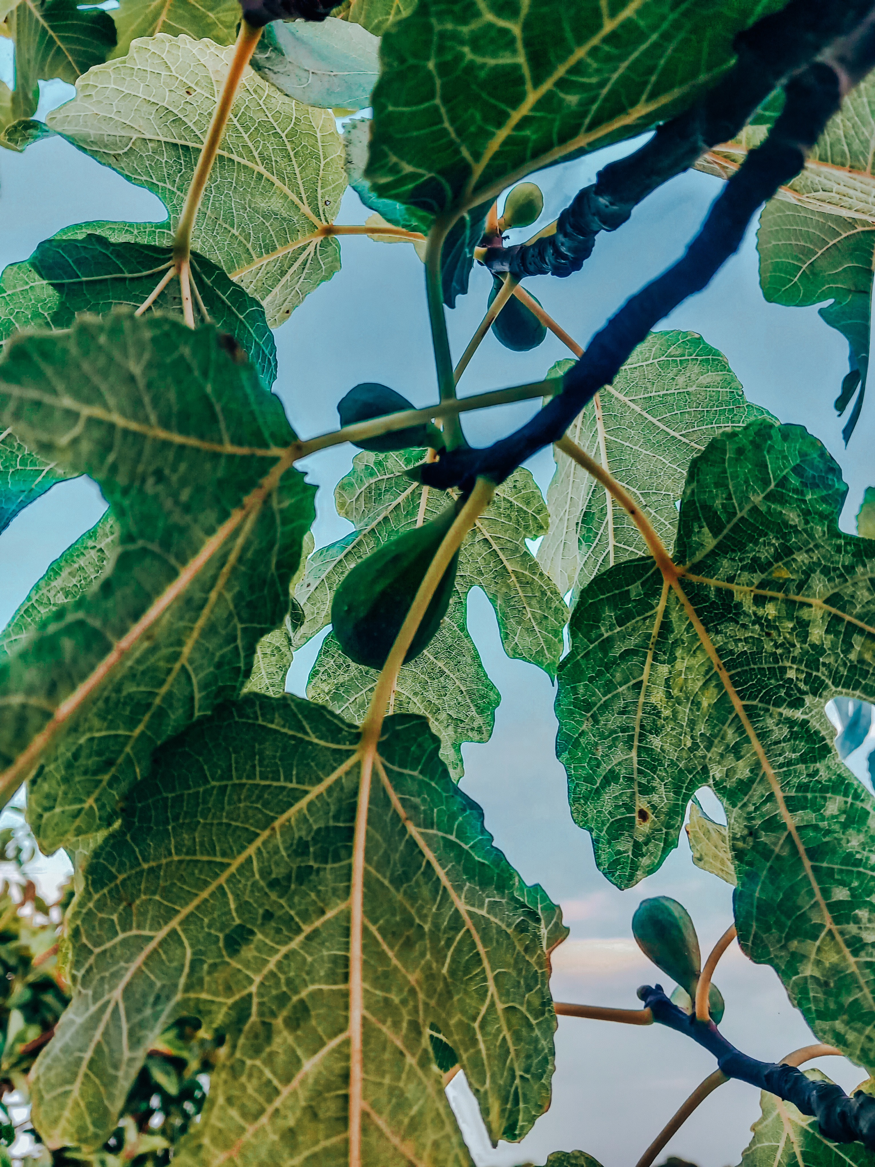 Help Me Plant A Food Forest! campaign photo, 4 of 5