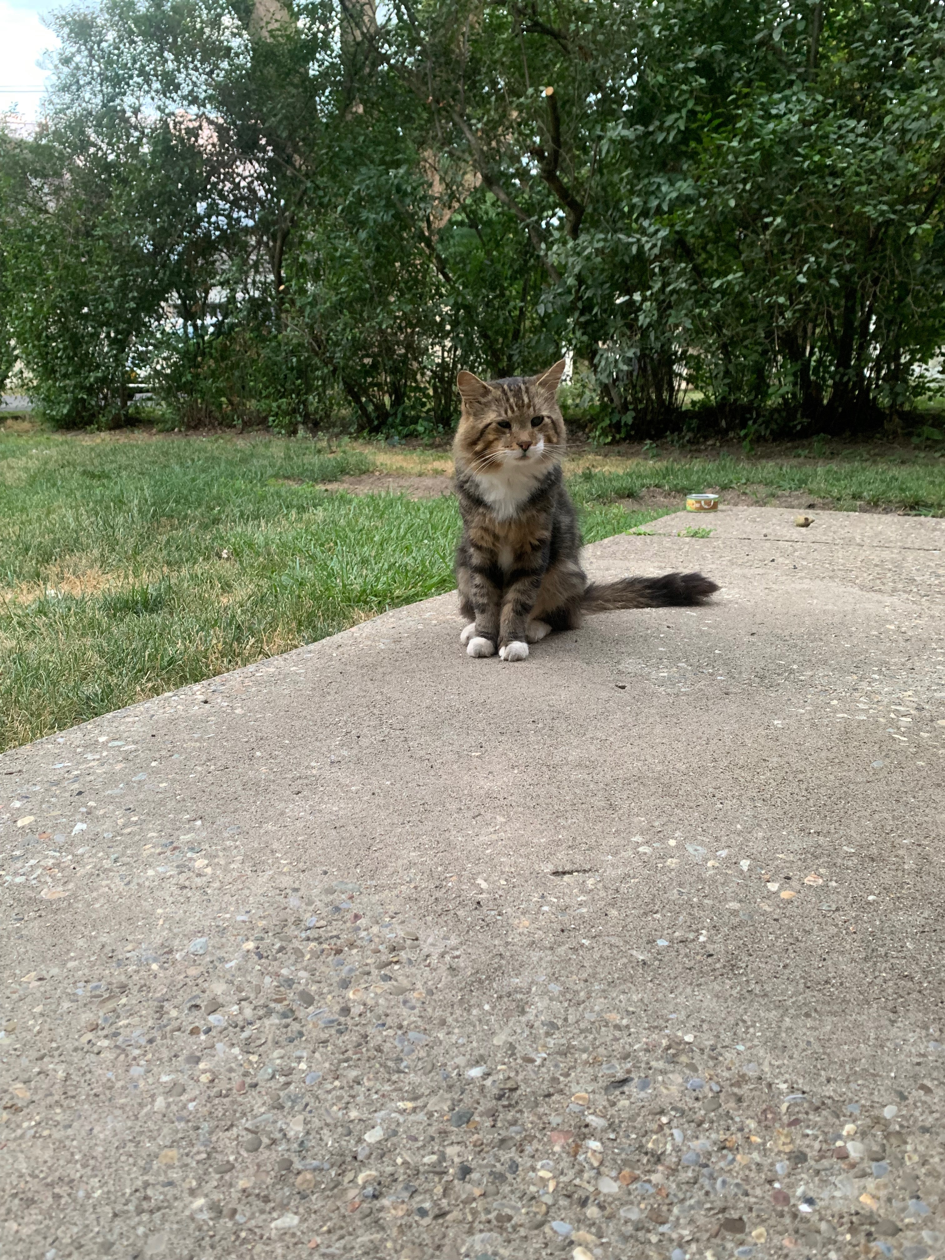 Stray no more campaign photo, 5 of 8