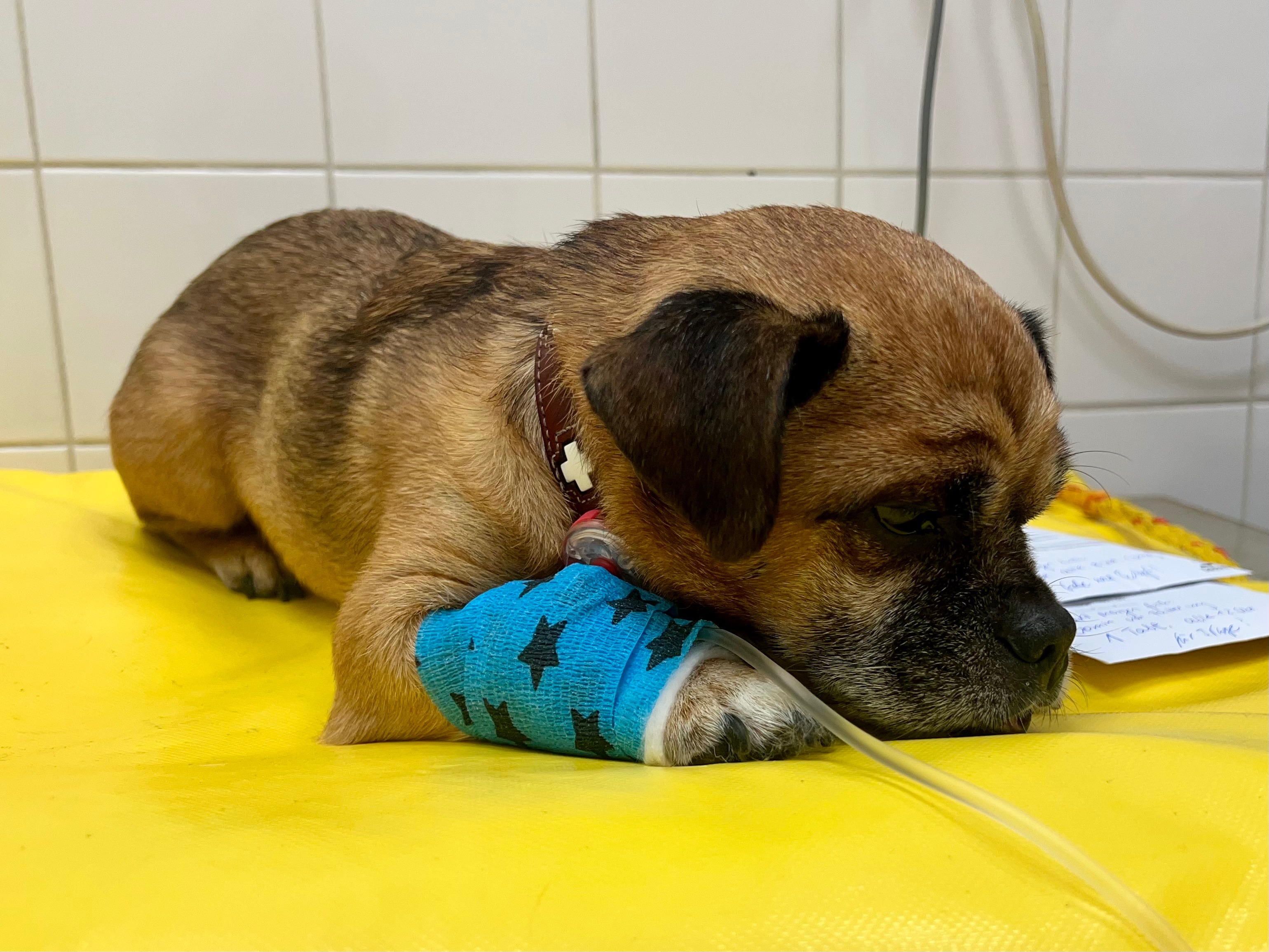  Hallo, ich bin Teddy – und ich brauche ein bisschen Hilfe campaign photo, 4 of 4