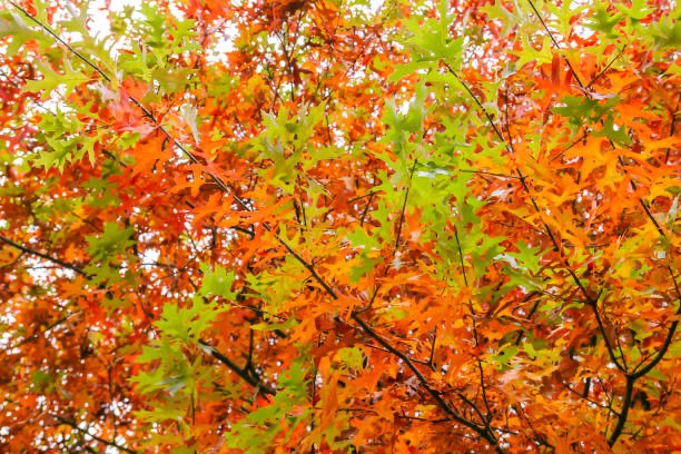 Honor Leaf Kretz by Planting a Tree campaign photo, 2 of 4
