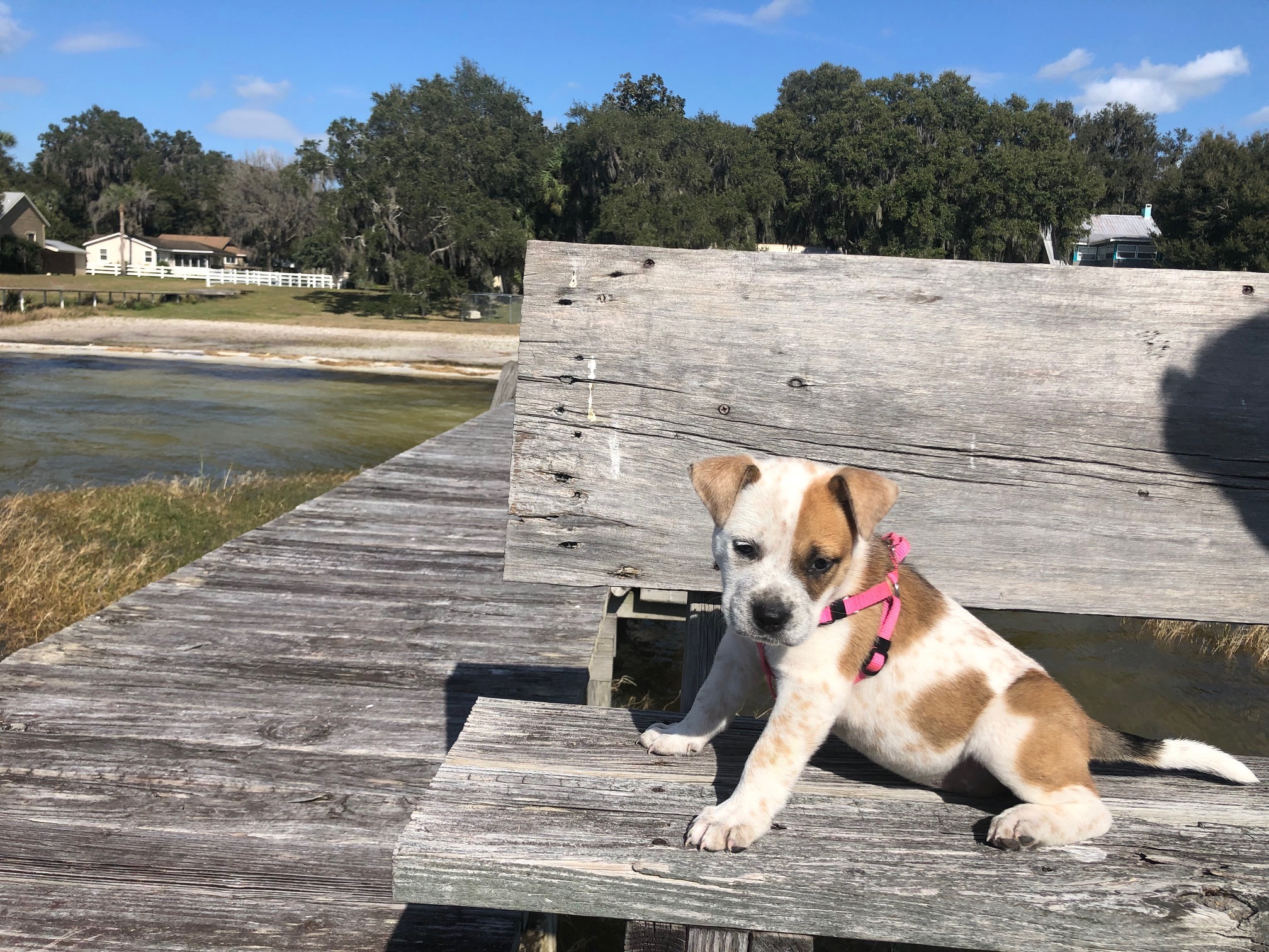 Help Roxy Run & Jump Again: Support Her Surgery campaign photo, 2 of 8