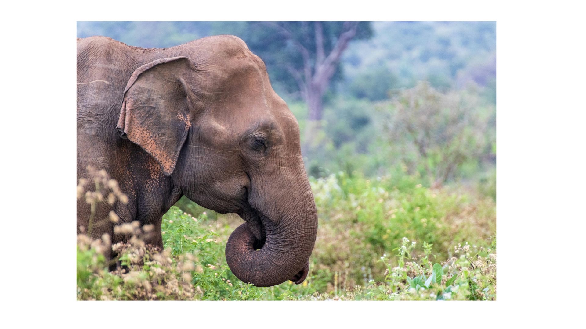The Ethical Explorer Project: Redefining Wildlife Tourism campaign photo, 4 of 7