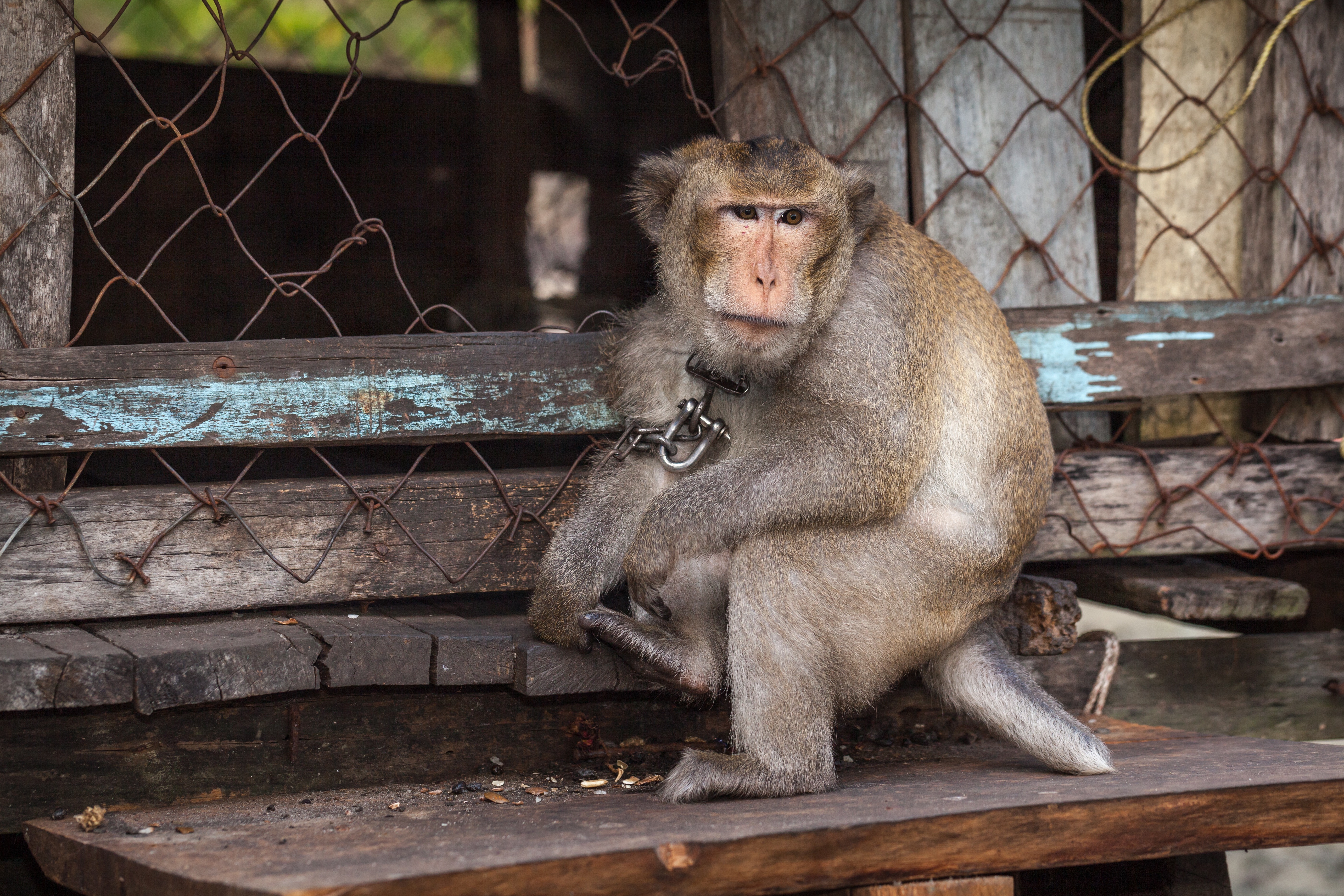 The Ethical Explorer Project: Redefining Wildlife Tourism campaign photo, 5 of 7
