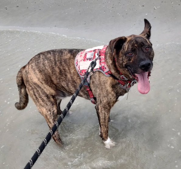 Support Arrow's Crucial ACL Surgery campaign photo, 7 of 8