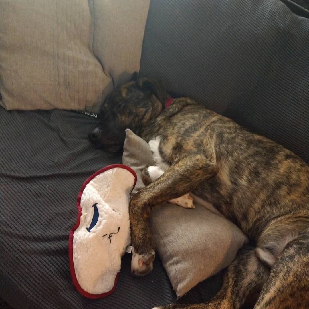 Support Arrow's Crucial ACL Surgery campaign photo, 2 of 8