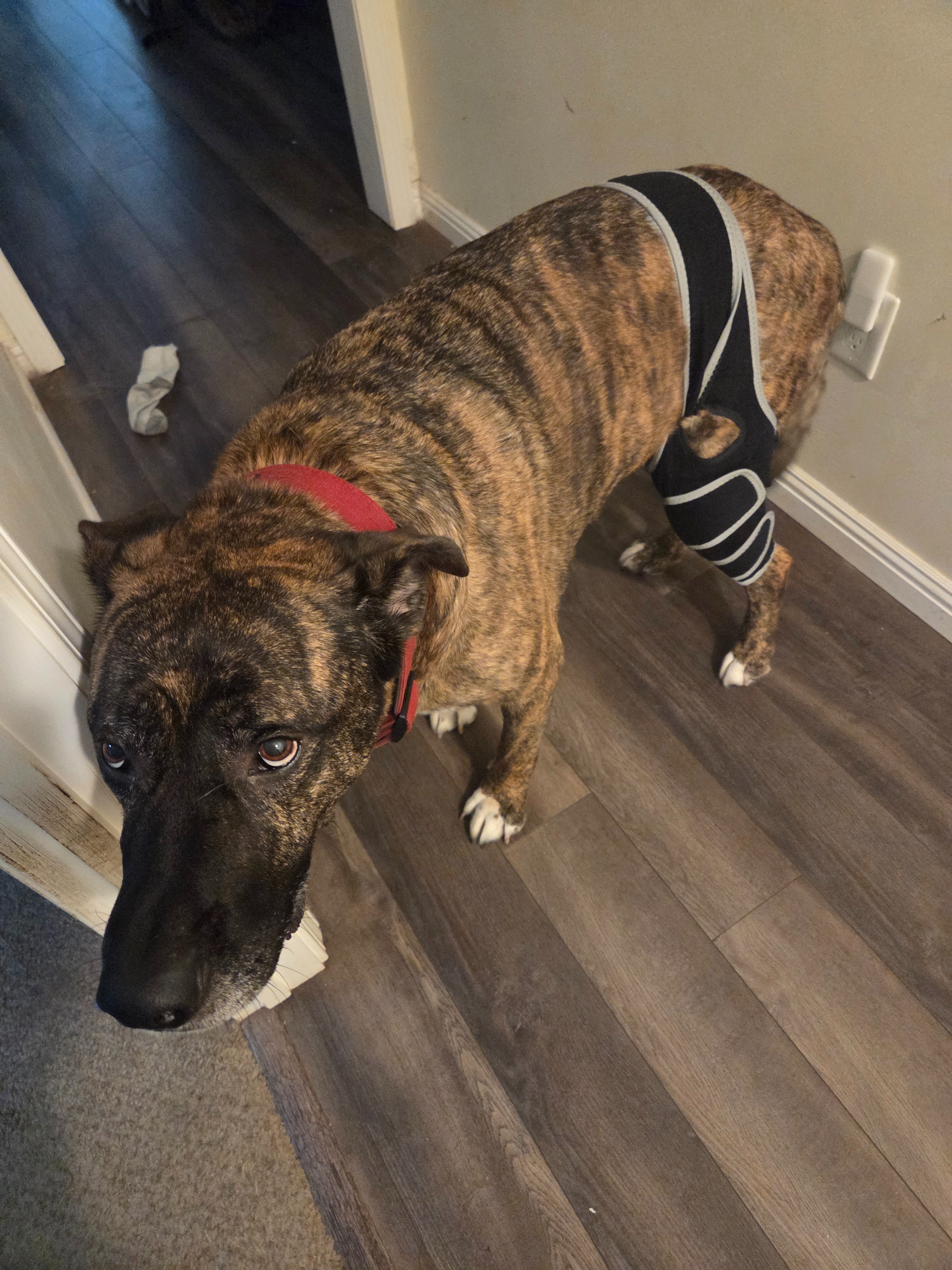 Support Arrow's Crucial ACL Surgery campaign photo, 5 of 8