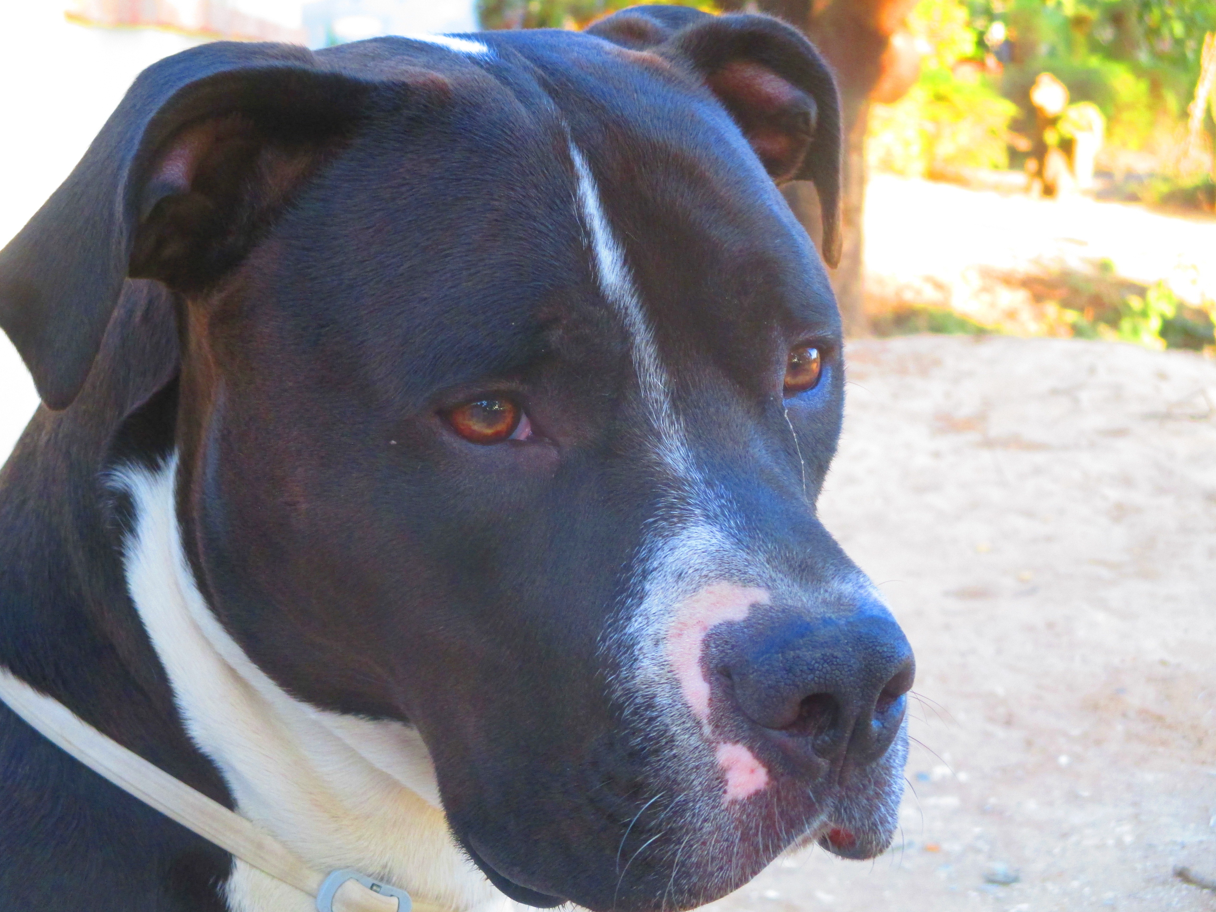 Help Rebuild  Lives: A Home for Alexandra, Her Husband & Dog campaign photo, 2 of 4