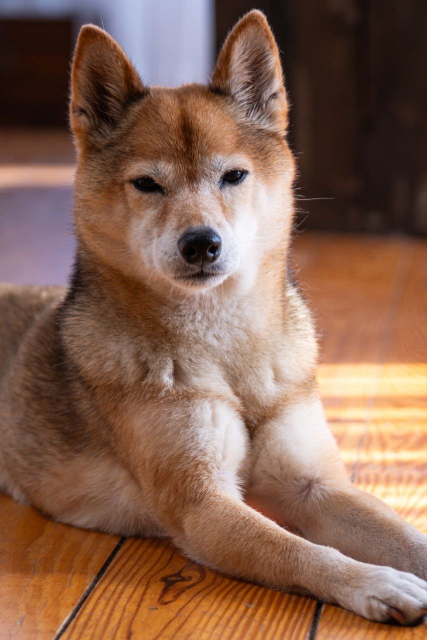 Hip Surgery for Suzuki, Shiba Inu - Donate to Help campaign photo, 7 of 8