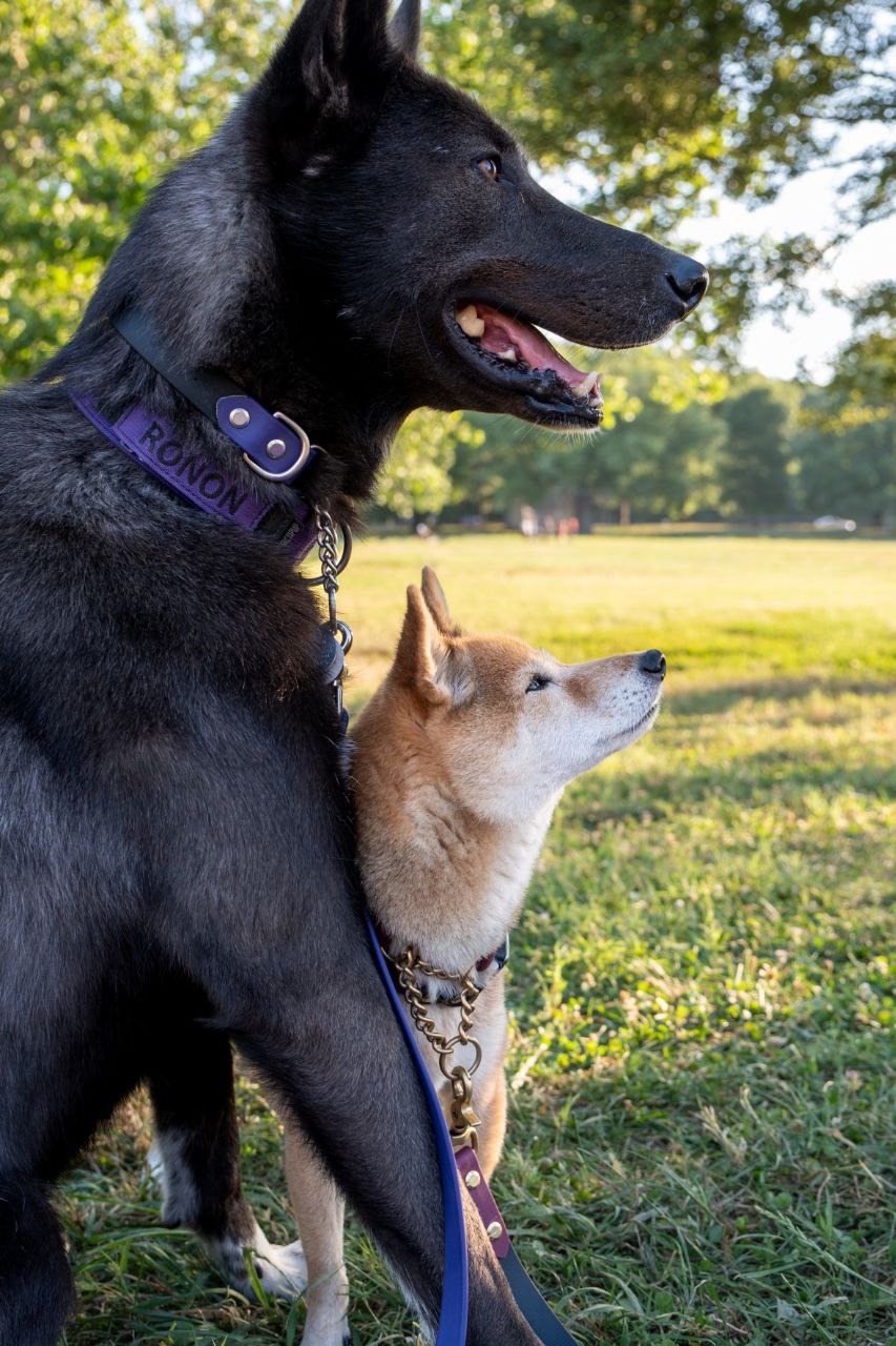Hip Surgery for Suzuki, Shiba Inu - Donate to Help campaign photo, 2 of 8