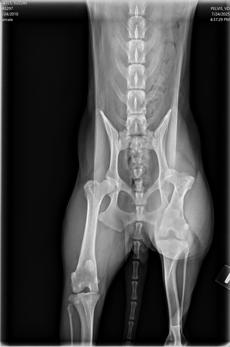 Hip Surgery for Suzuki, Shiba Inu - Donate to Help campaign photo, 5 of 8