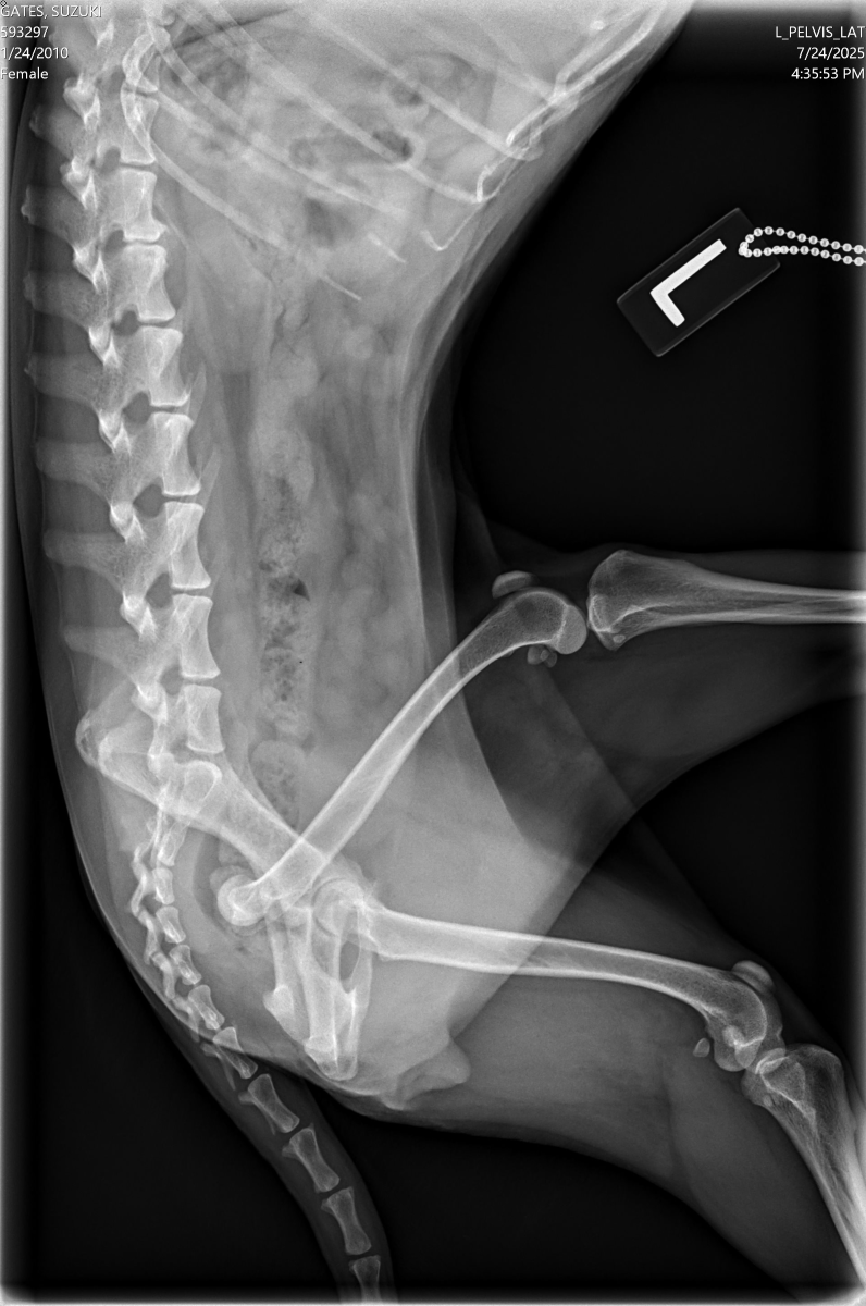 Hip Surgery for Suzuki, Shiba Inu - Donate to Help campaign photo, 4 of 8