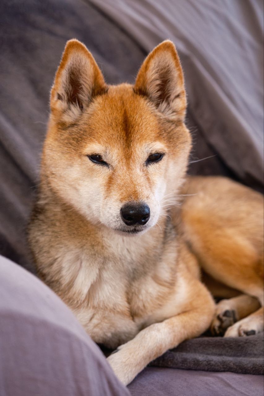 Hip Surgery for Suzuki, Shiba Inu - Donate to Help campaign photo, 6 of 8