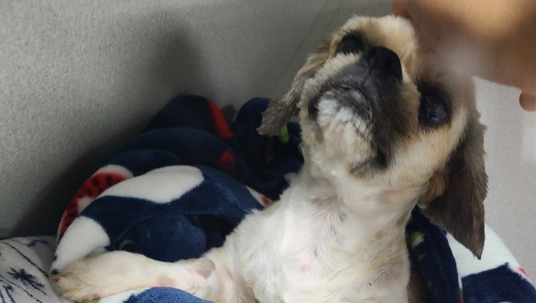 Snoopy Recovery Fundraiser by Jo Price : Rally for Snoopy’s Recovery Journey