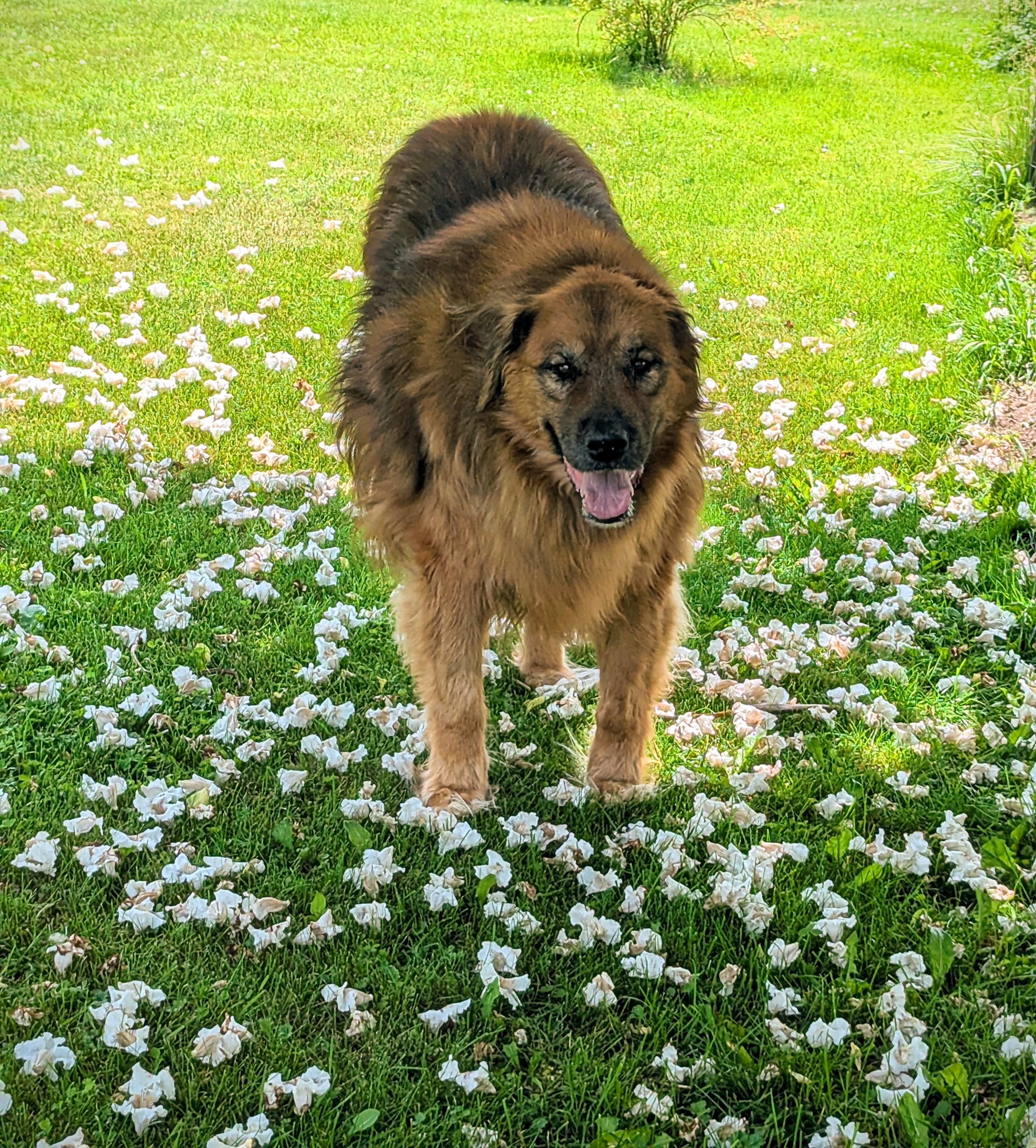 Wookie's Final Medical Expenses campaign photo, 2 of 4