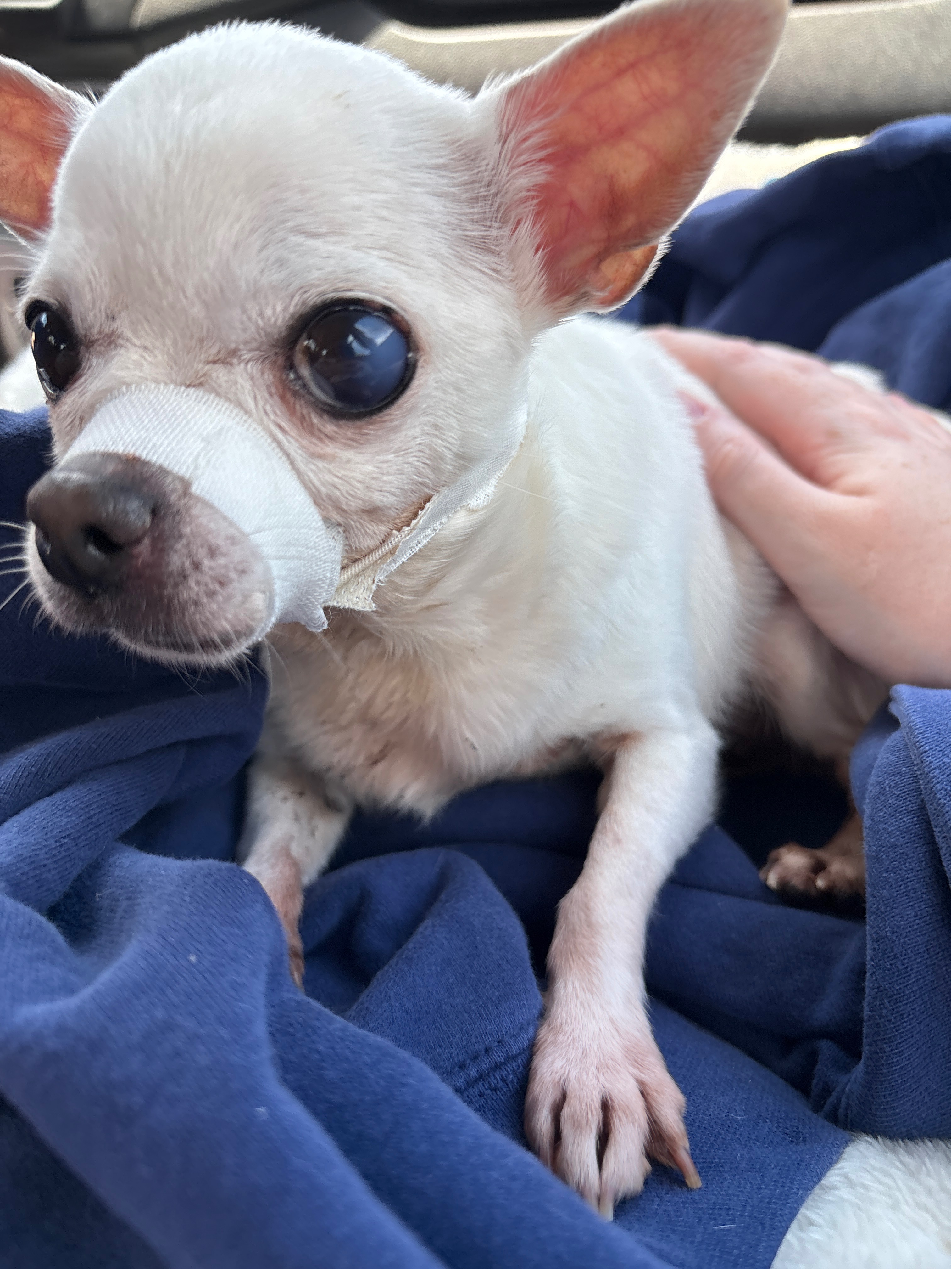 Donate to Miracle's Jaw Repair Fund campaign photo, 4 of 5