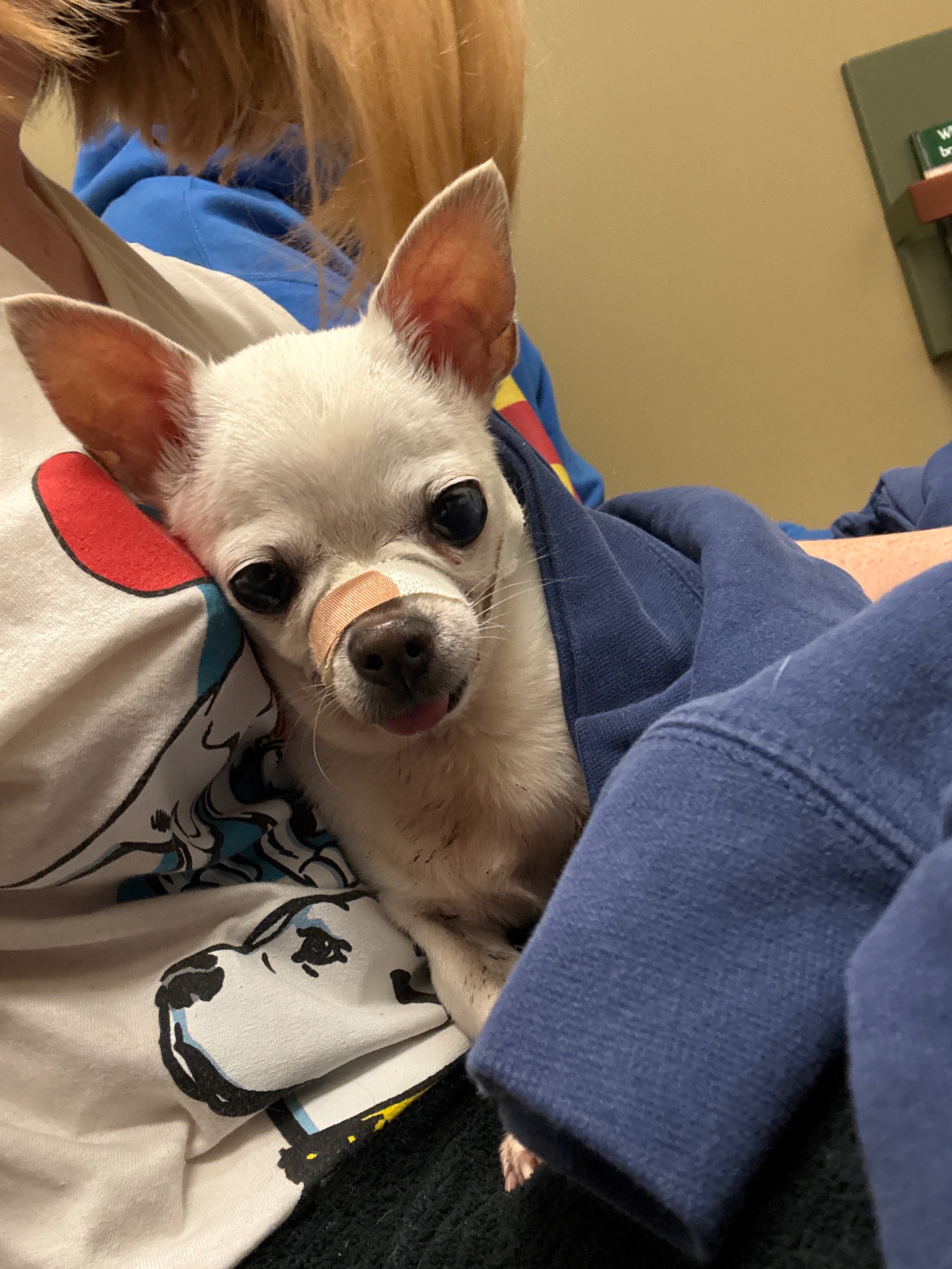 Donate to Miracle's Jaw Repair Fund campaign photo, 2 of 5