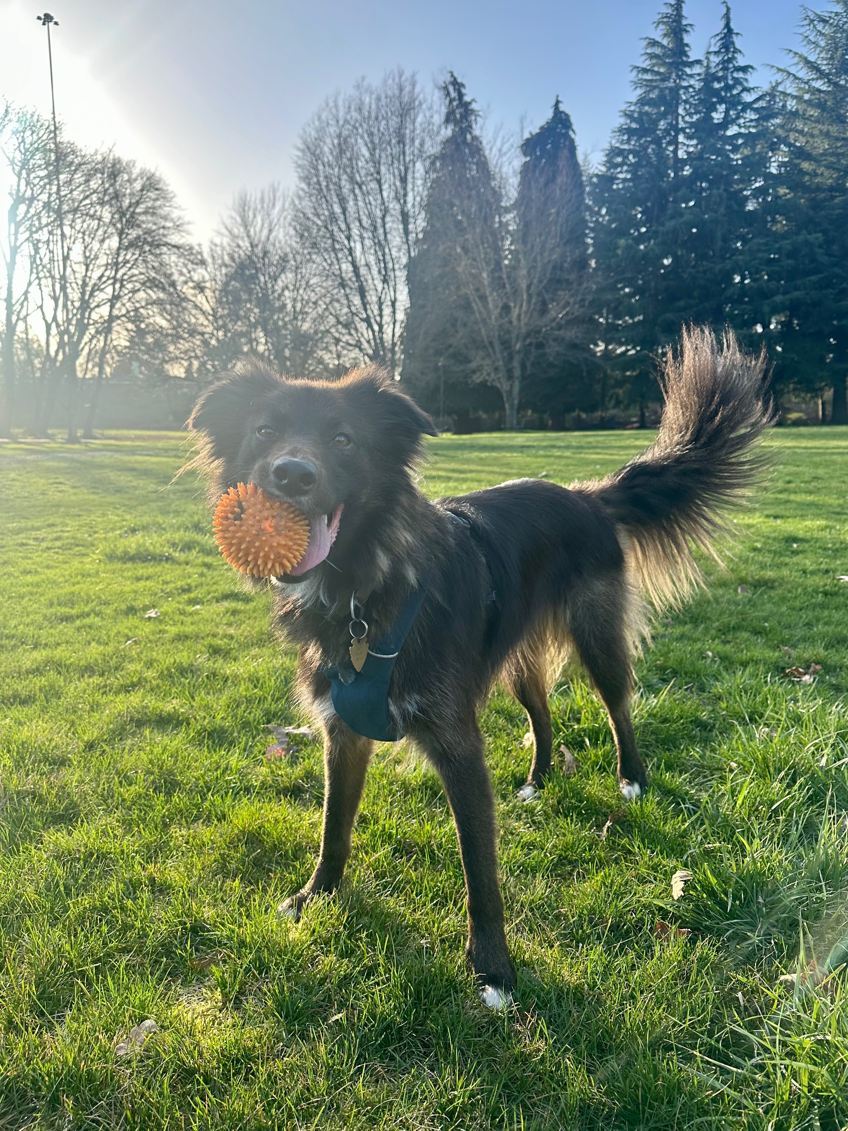 Emergency Funds for Pancho's Snake Bite campaign photo, 6 of 7