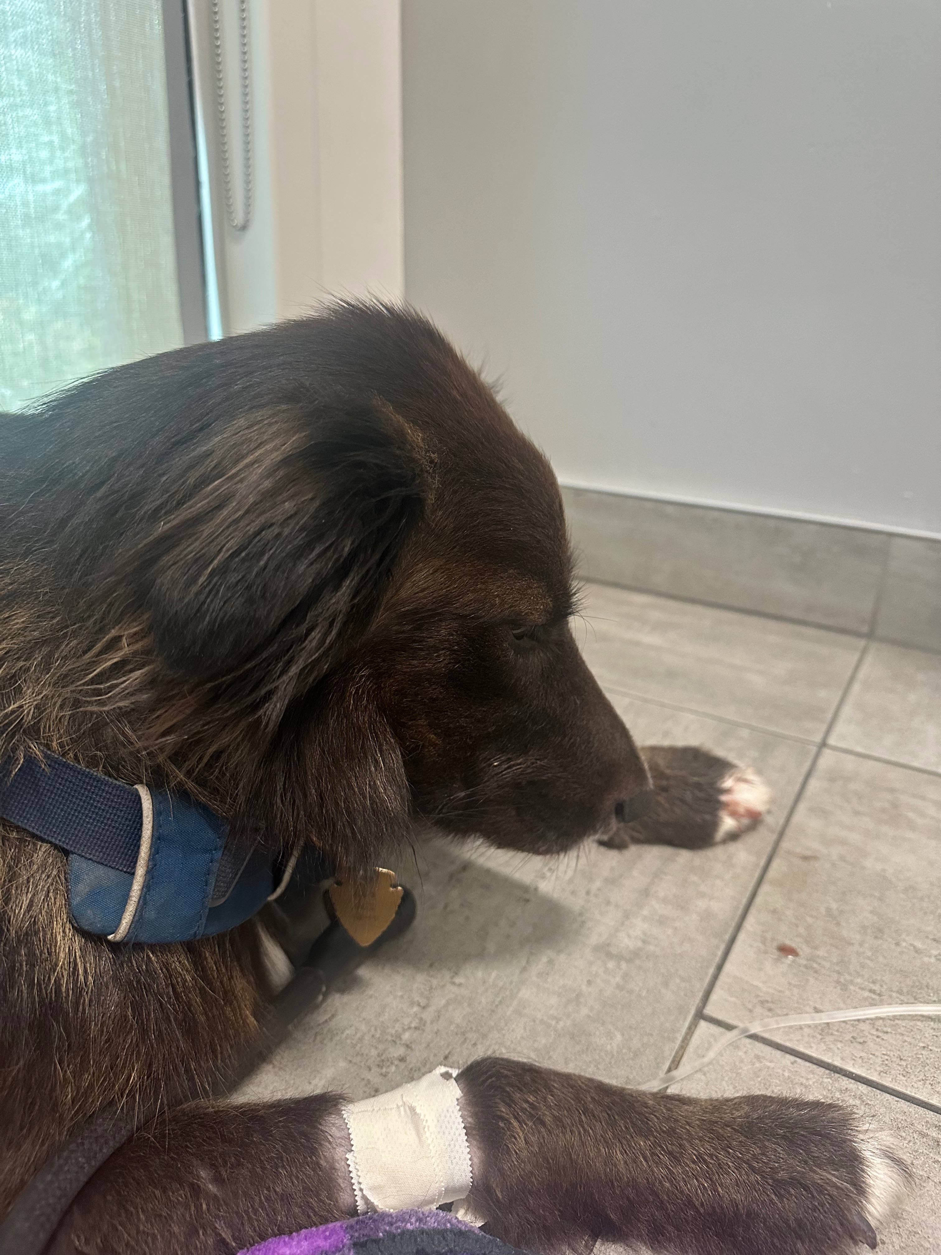 Emergency Funds for Pancho's Snake Bite campaign photo, 2 of 7