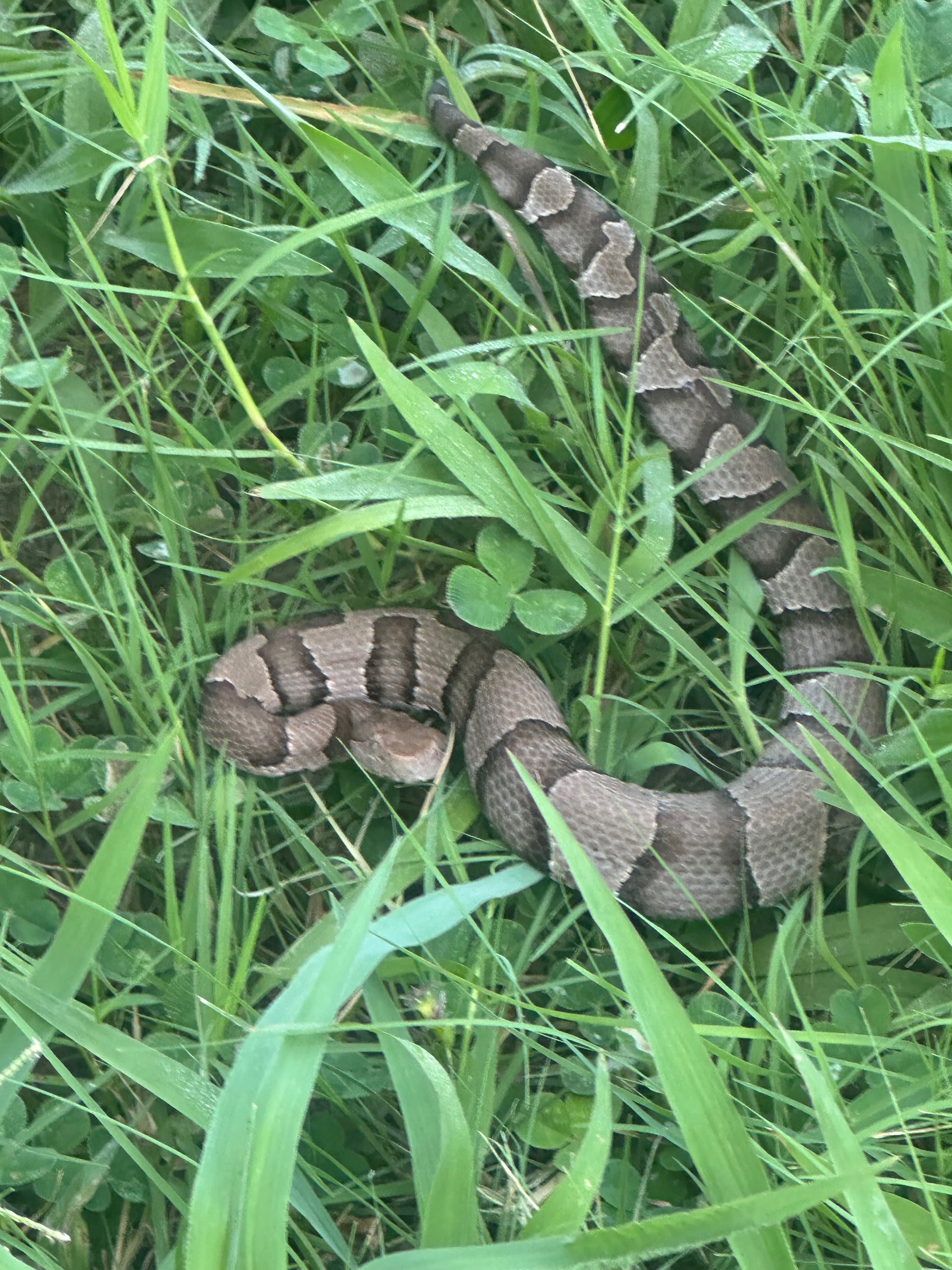 Emergency Funds for Pancho's Snake Bite campaign photo, 4 of 7