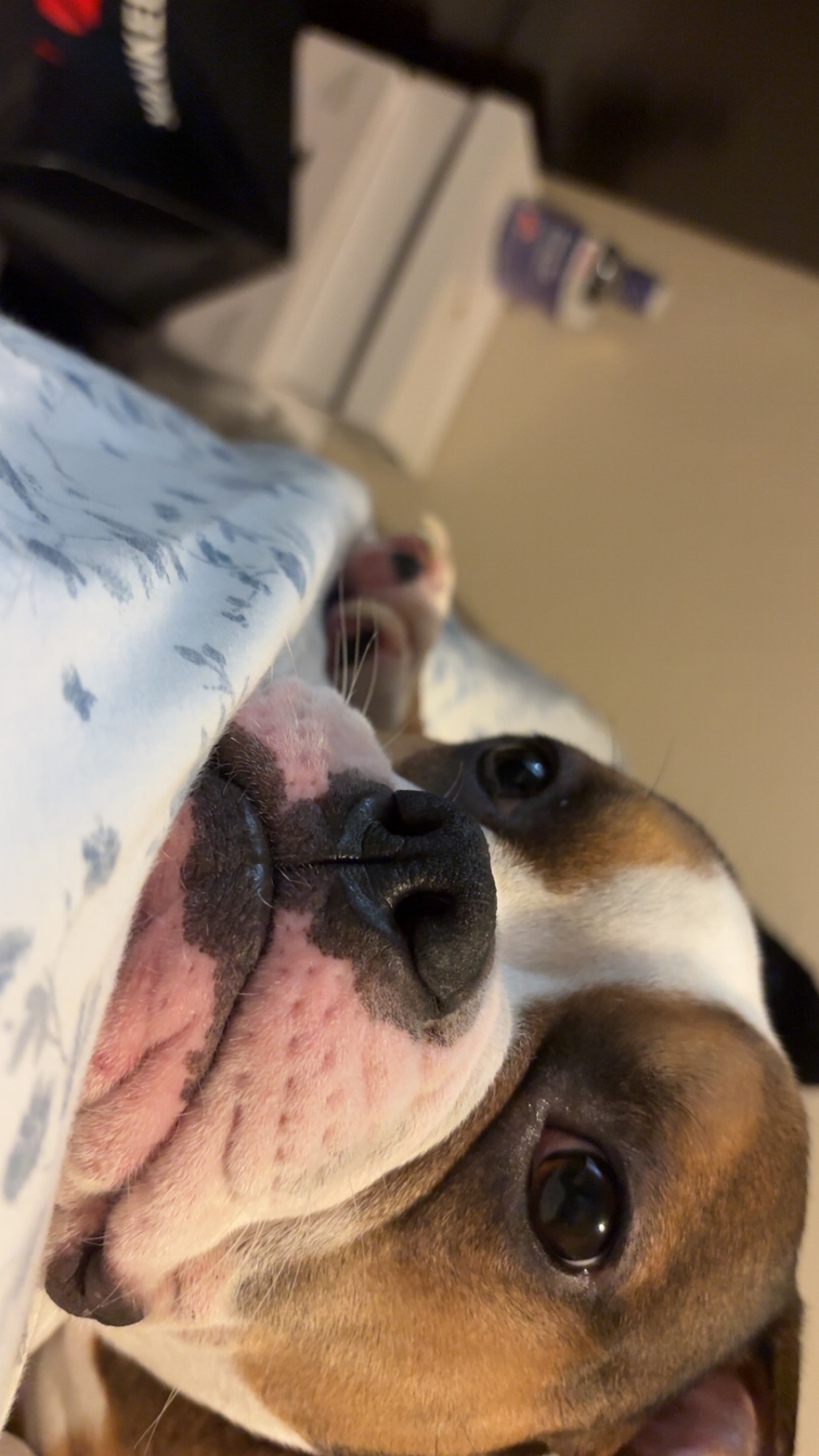 Help Stewart: Urgent Surgery Needed campaign photo, 6 of 7
