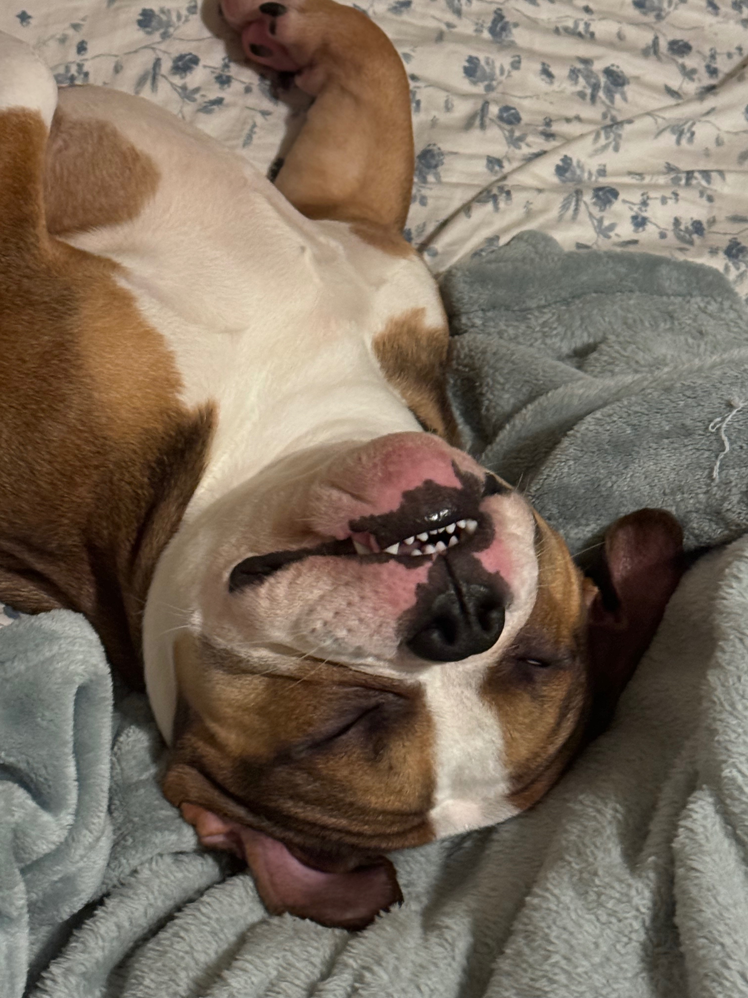 Help Stewart: Urgent Surgery Needed campaign photo, 2 of 7