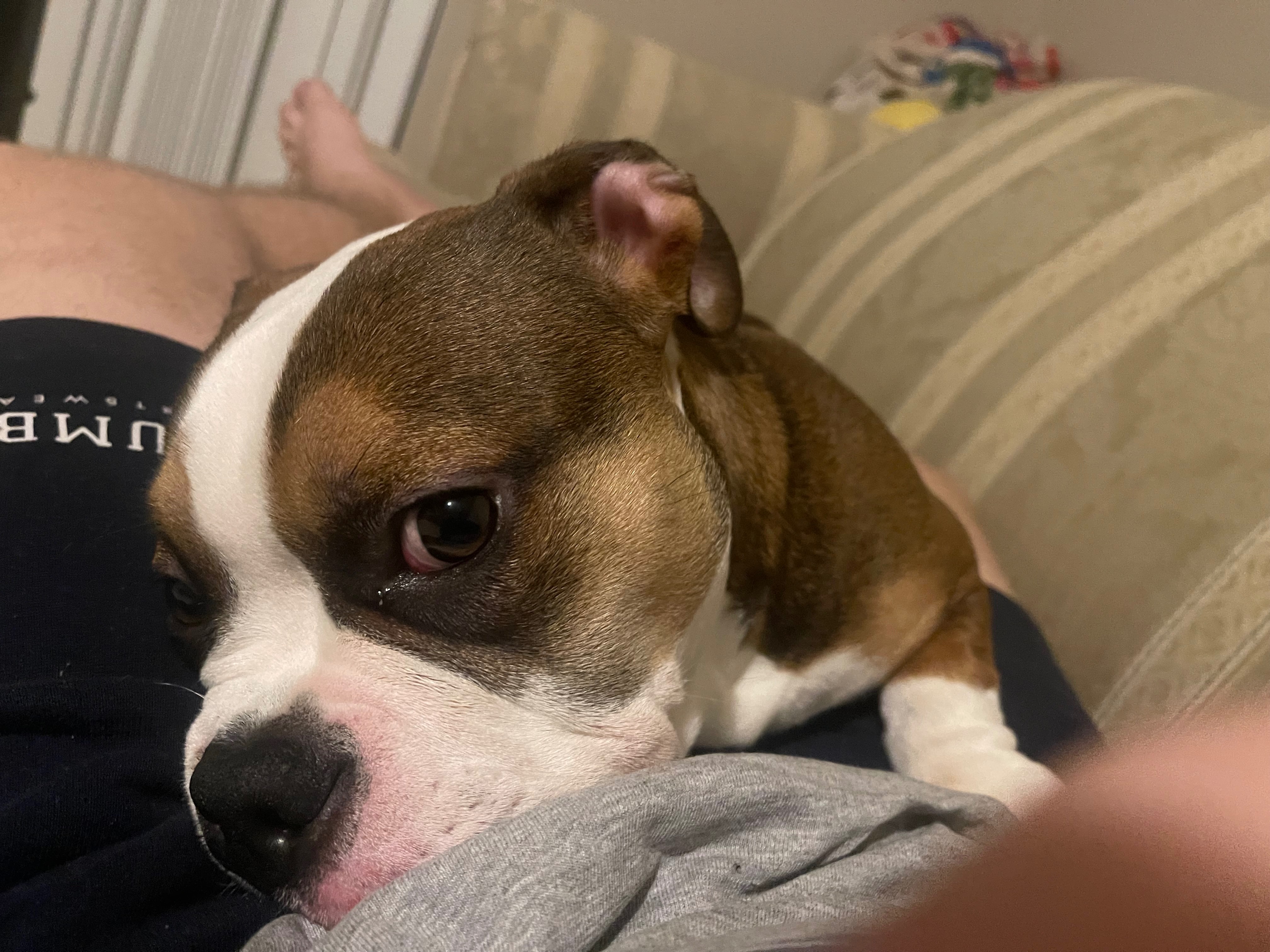 Help Stewart: Urgent Surgery Needed campaign photo, 4 of 7