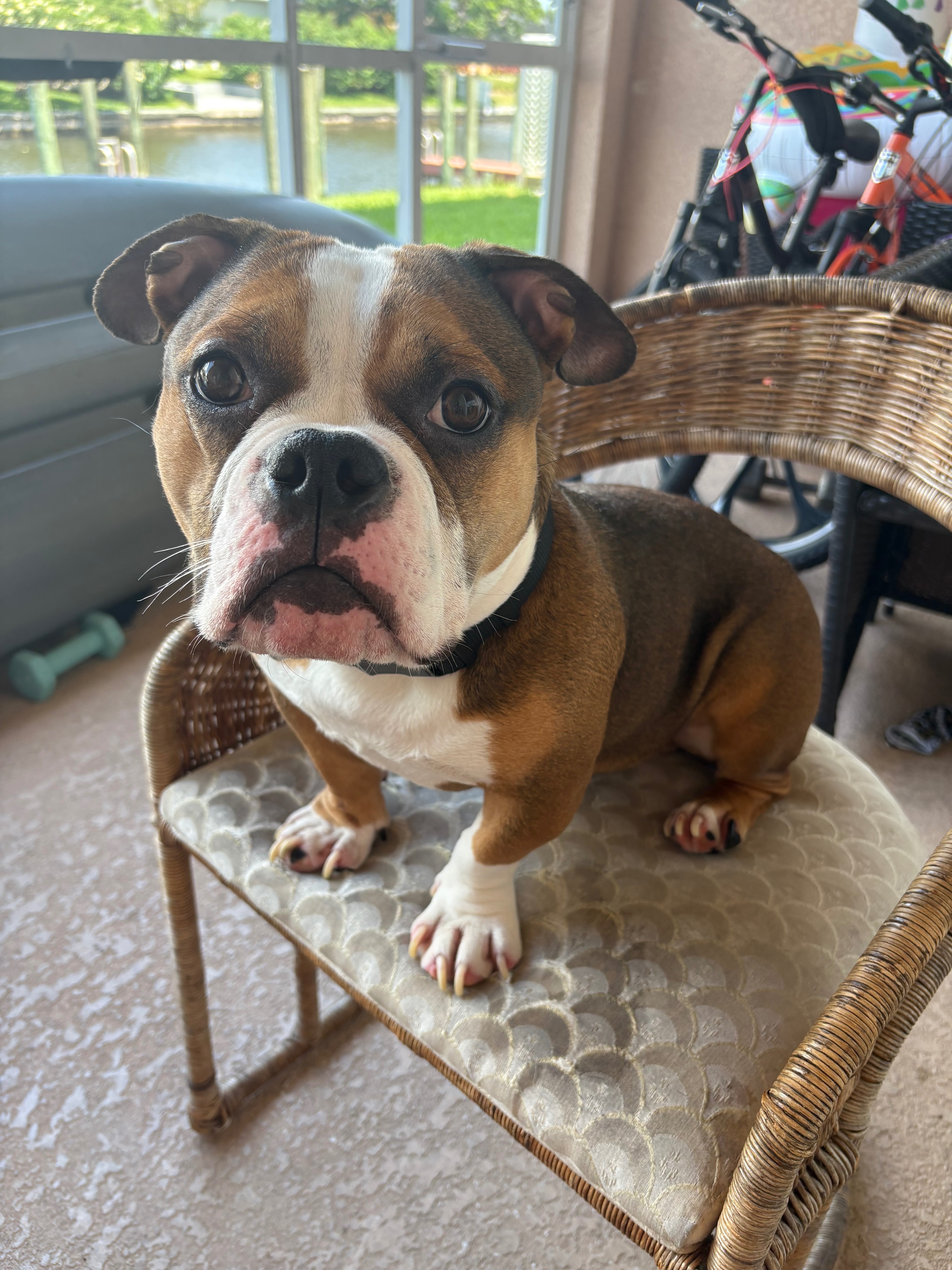 Help Stewart: Urgent Surgery Needed campaign photo, 5 of 7