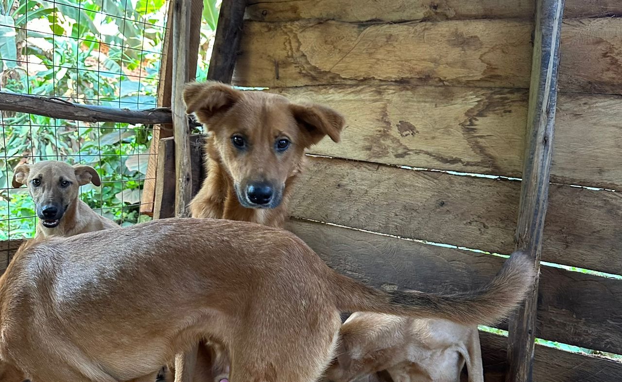 Makayaga Shelter Dogs Food Rent Supplies Needed - August campaign photo, 2 of 4