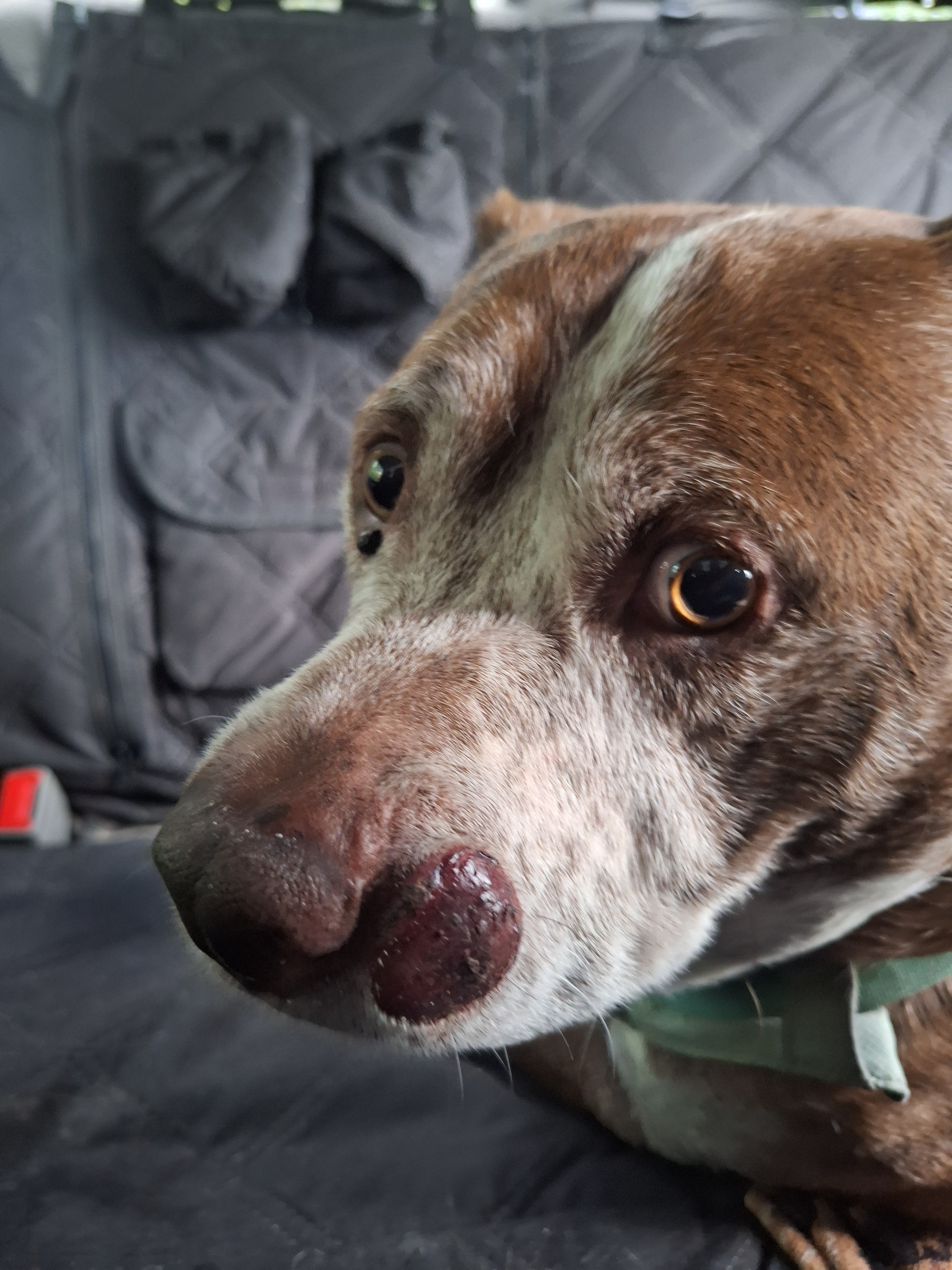 Surgery for Kahli: A Chance to Heal campaign photo, 5 of 6