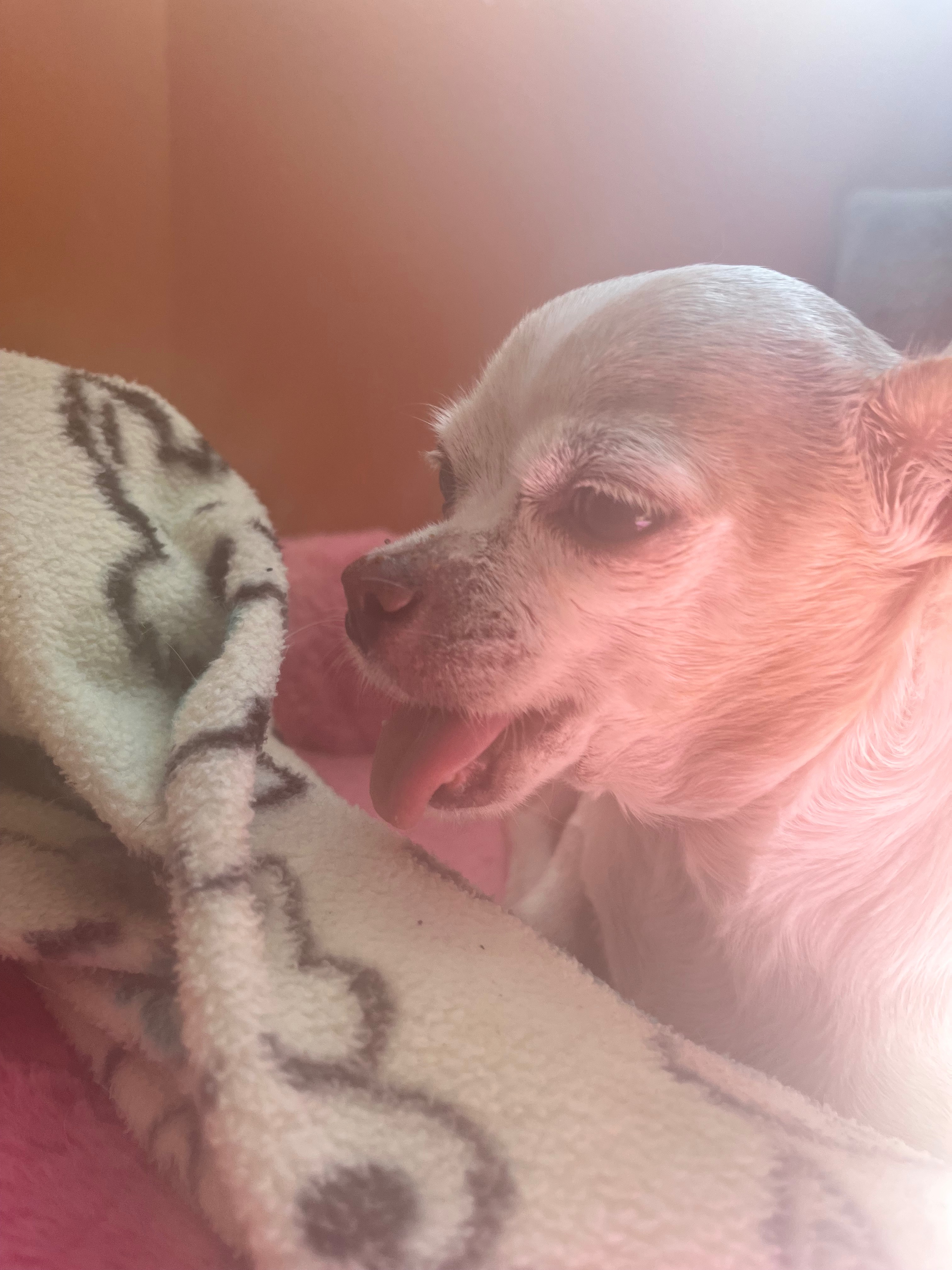 Save Vee: Urgent Jaw Surgery Needed campaign photo, 2 of 6